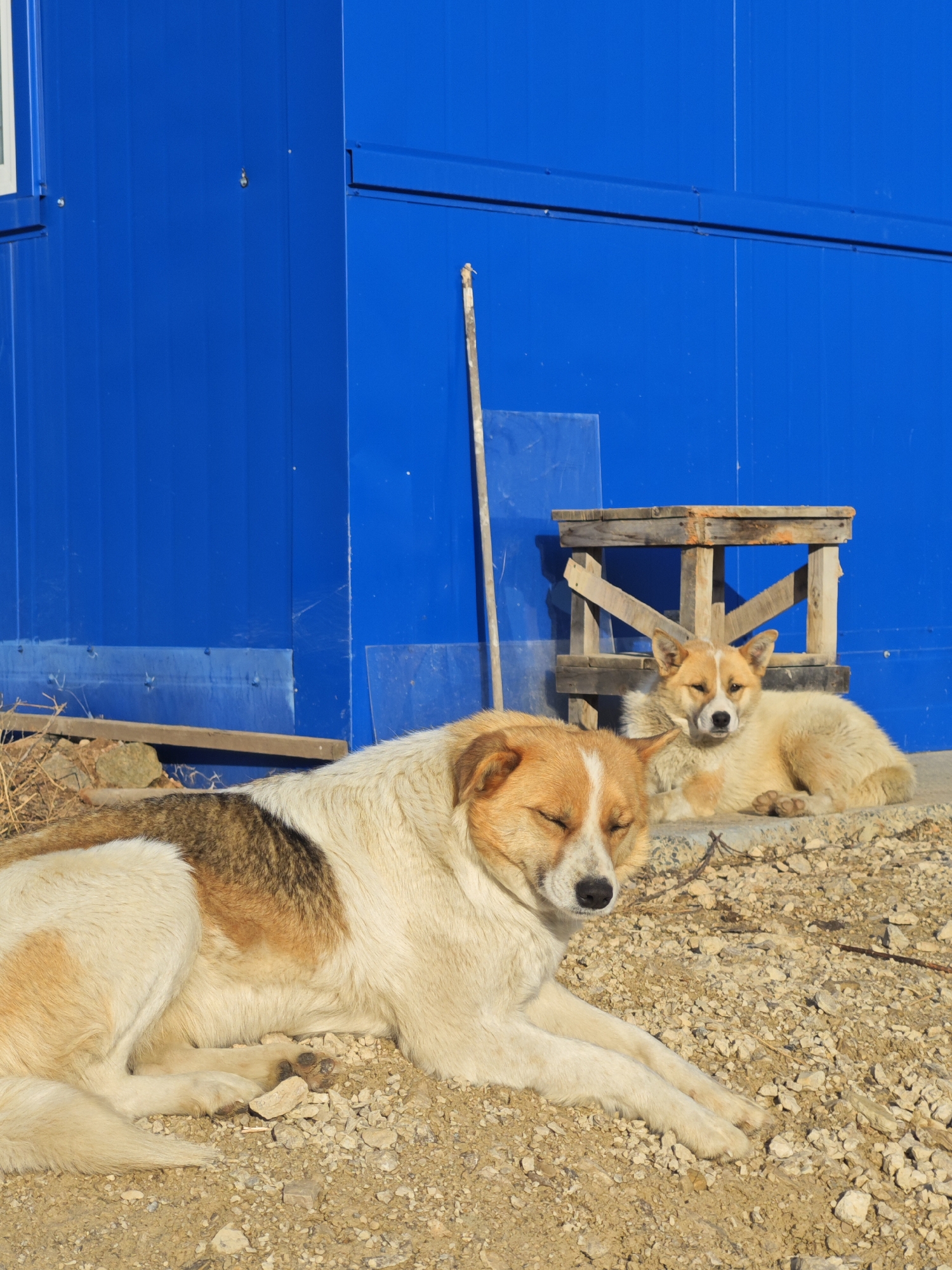 Two dogs are resting outside a blue building in what appears to be a gravel or dirt-covered area. The dog in the foreground is lying down, its eyes closed, with white and tan fur, and some darker brown patches. The second dog is behind the first, also lying down, with similar white and tan markings and its eyes partially open. Behind the dogs is a low wooden structure that resembles a makeshift stool. The background consists of a solid blue, corrugated metal building. There is a wooden pole leaning against the building. The location is described as Unknown, Russia.
