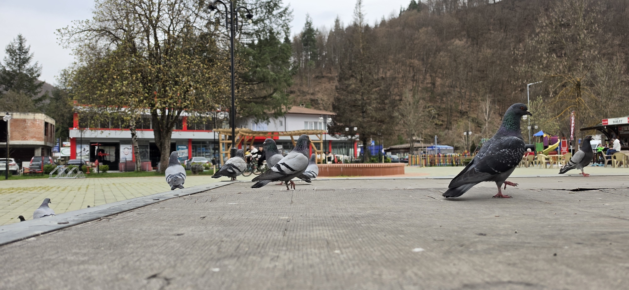 This image depicts an outdoor scene in Rudozem, Bulgaria, centered around a public square or plaza on an overcast day. The foreground features a raised concrete surface where several rock doves (pigeons) are prominently perched. One large pigeon with iridescent green and purple neck feathers stands on the right, facing left, while others are scattered across the concrete and paved ground, either walking or standing.
In the midground and background, the scene reveals a town square environment. To the left, there's an unfinished brick building and parked cars. A series of buildings with red trim and white facades, likely shops or cafes, line the square. A sign displaying "PEPERONI" is visible on one building, and a kiosk further right shows "CAFE" and partially "БЫЛГАРИЯ" (Bulgaria). Outdoor seating areas with light-colored tables and chairs are set up, where a few people are indistinctly visible, some seated, and one person is on a bicycle. A colorful playground with yellow and blue structures can be seen, along with a low, round brick planter or fountain base.
The background is dominated by a dense, wooded hillside, indicating mountainous terrain. Trees in the square include deciduous varieties showing early signs of spring growth and some bare or evergreen trees. Streetlights and bicycle racks are also present. The light suggests it's daytime, likely late morning or afternoon, under a cloudy sky. The overall activity portrays a peaceful, everyday scene in a community gathering space.