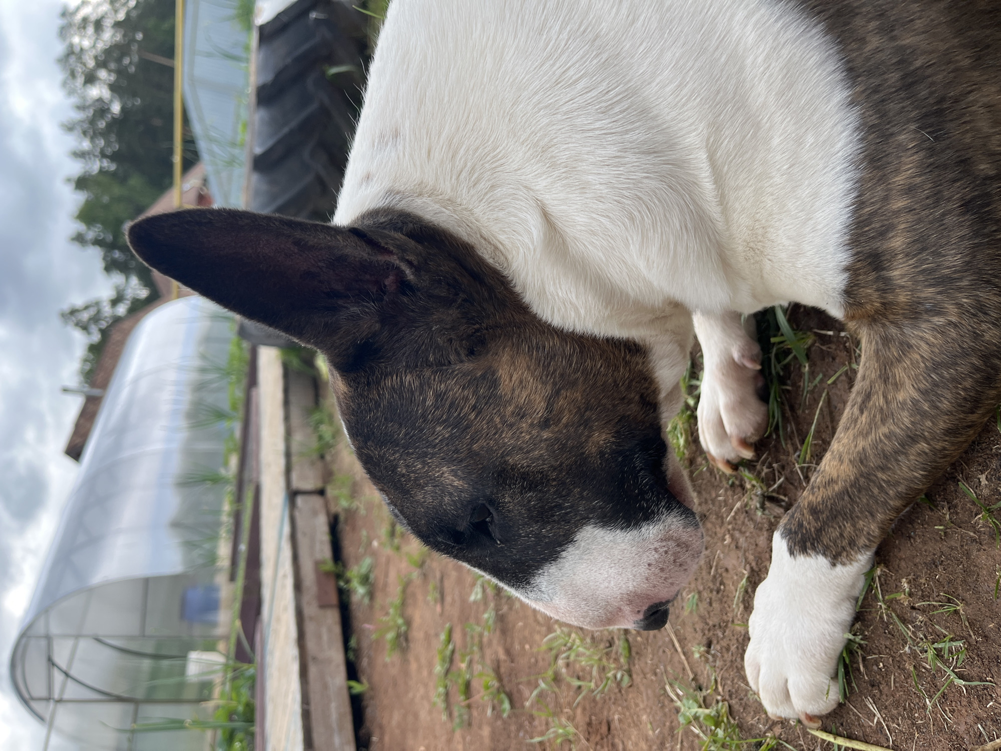 A white and brindle-patterned Bull Terrier, or a similar breed, is resting outdoors in what appears to be a garden or yard in Chaikovsky, Russia. The dog is positioned with its head lowered, facing towards the right side of the frame, with its eyes mostly closed, suggesting it might be dozing or in a peaceful state. Its head and ears are covered in a dark brown and tan brindle fur, while its neck and upper back are predominantly white, creating a striking contrast. Its paws, also visible, are white with dark markings near the joints.
In the background, behind the dog, a clear plastic polytunnel or greenhouse structure is prominently visible, indicating gardening activity. Next to it, there are raised garden beds with some green plants growing, likely onions or similar long-leaf vegetables. Further in the distance, a large black tire, possibly from a tractor or other heavy machinery, and dense green trees can be seen under a cloudy, overcast sky. The ground beneath the dog is a mix of reddish-brown soil and sparse green grass. The scene evokes a tranquil, rustic atmosphere in a rural or semi-rural setting. There is no visible text in the image.