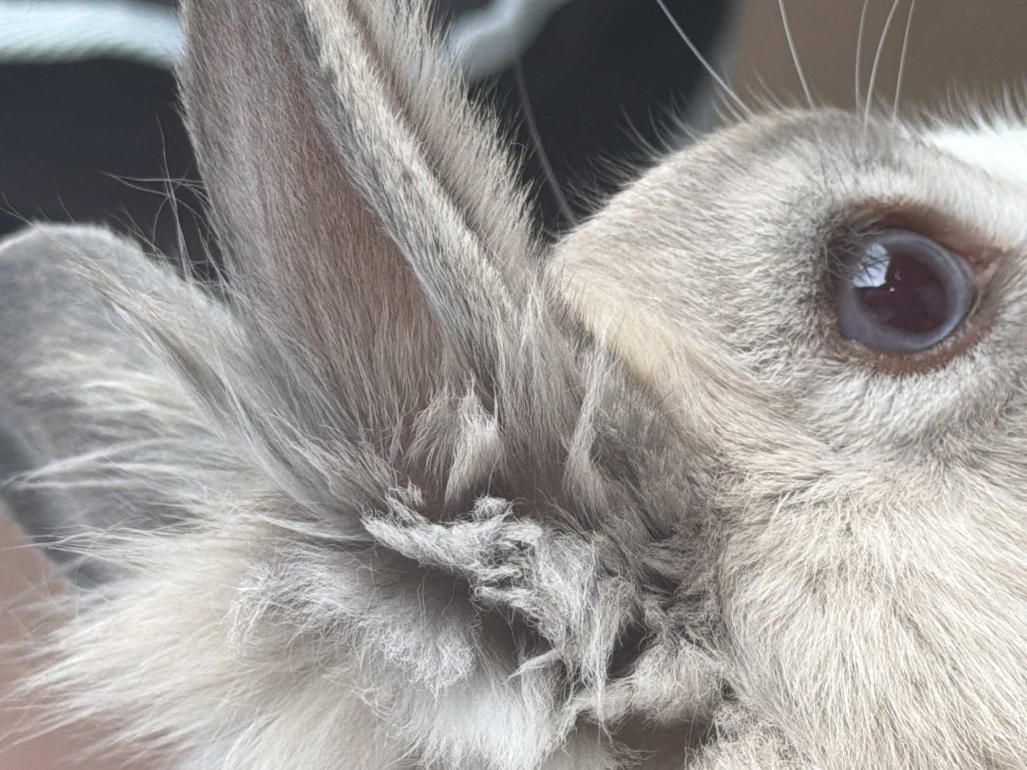 This is a close-up, shallow depth of field photograph of the head of a small animal, likely a rabbit, with light gray fur. The image focuses on the animal's left ear and eye. The fur appears soft and fluffy, with some areas showing a matted texture. The eye is large and round with a dark pupil and a reflective iris. Whiskers are visible extending from the animal's face. The background is dark and out of focus, with some hints of a lighter color. There are no discernible features that would allow for the identification of a specific location in Pazardzhik, Bulgaria, or any other city. The image does not depict any people, actions, or interactions.