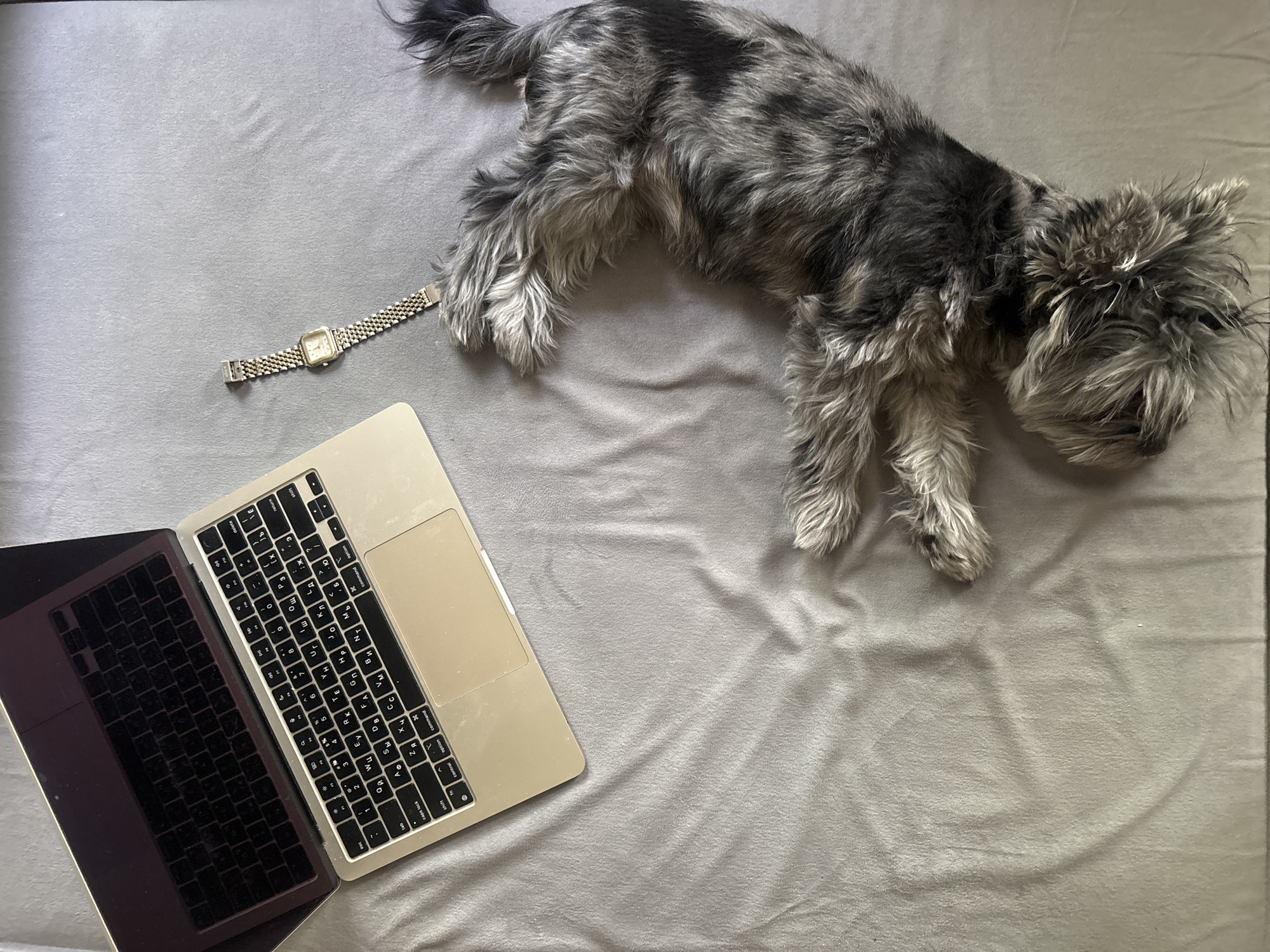 A gray, furry dog lies on a gray blanket, adjacent to a silver laptop and a gold wristwatch. The laptop is open, displaying a black keyboard with silver keys, including Cyrillic characters. The scene is located indoors. There are no people visible in the image.