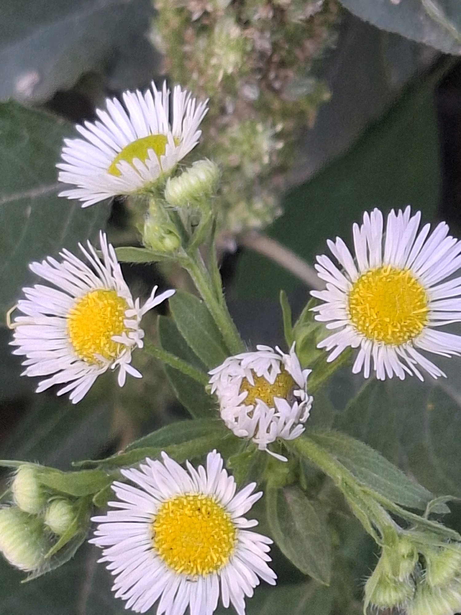 The image is a close-up, vertical shot of several daisy-like flowers with white petals and yellow centers. Some of the flowers are fully bloomed, while others are buds or partially opened. The flowers are growing on green stems and surrounded by green foliage. The background is a blur of dark green and lighter green, suggesting an outdoor natural setting. There are no people or man-made structures visible in the image. The scene appears to be a natural environment, possibly a park or garden within the city of Almaty, Kazakhstan.
