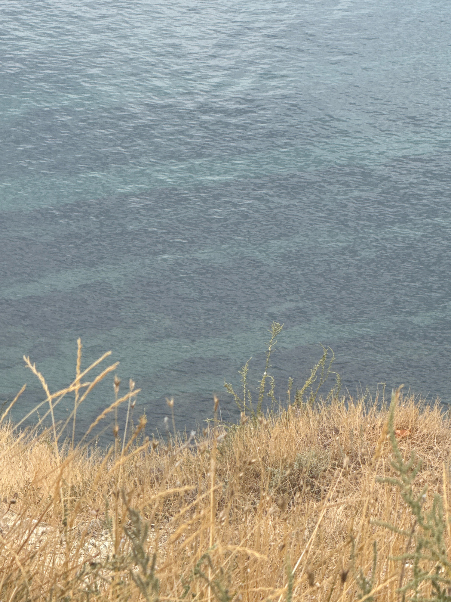 The image depicts a dry, grassy slope leading down to a body of water. The grass is predominantly a golden-brown color, indicating a dry or arid environment. Some of the grass stalks are tall and thin, while others are shorter and more dense. In the background, the water appears calm and a muted blue-green color, with subtle ripples on its surface. The horizon line is not visible, suggesting the photograph was taken from a higher vantage point looking downwards. The overall impression is one of a coastal landscape, potentially a cliffside or embankment. Given the context of Anapa, Russia, this scene could represent the natural landscape overlooking the Black Sea, common in the region's coastal areas. There are no people or discernible man-made objects in the frame.