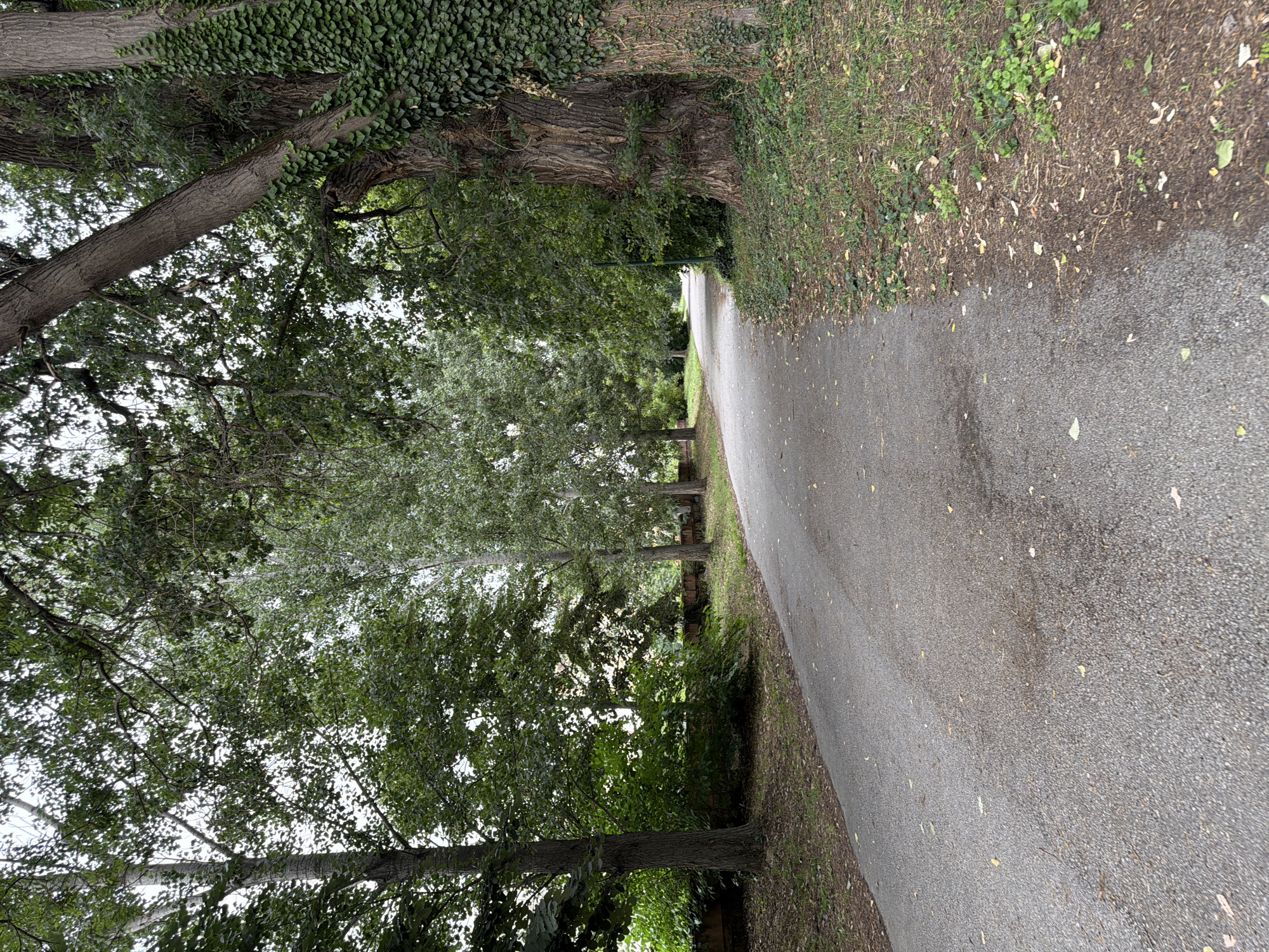 An asphalt pathway curves to the right through a park-like setting. Tall trees with lush green foliage line both sides of the path. On the right, a large, mature tree with thick, gnarled bark is partially covered in ivy. To the left, a line of trees creates a backdrop, with a low brick wall visible behind them. The ground beside the path is covered with grass, fallen leaves, and some exposed soil. The sky above is overcast.