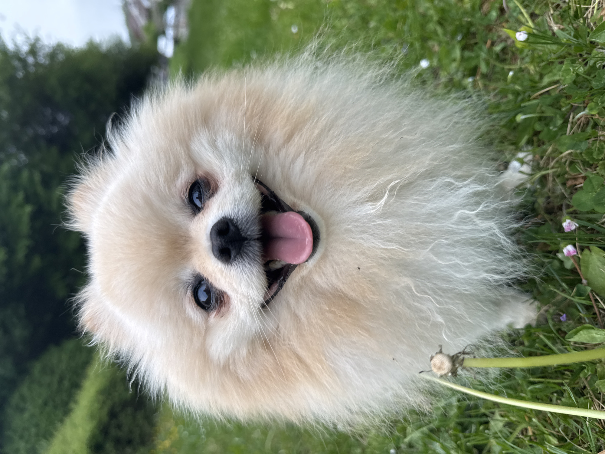 A close-up, tilted image shows a fluffy, cream-colored Pomeranian dog lying in green grass. The dog is looking directly at the camera with its mouth open and tongue visible, as if panting or smiling. The dog has dark eyes and a black nose. The background includes green vegetation, with blurred foliage suggesting a natural setting, possibly a garden or park. A cut dandelion stem is visible near the dog. Based on the context provided, this photo was taken in Bietigheim-Bissingen, Germany, though there are no specific landmarks or identifiers visible in the image to confirm the exact location.