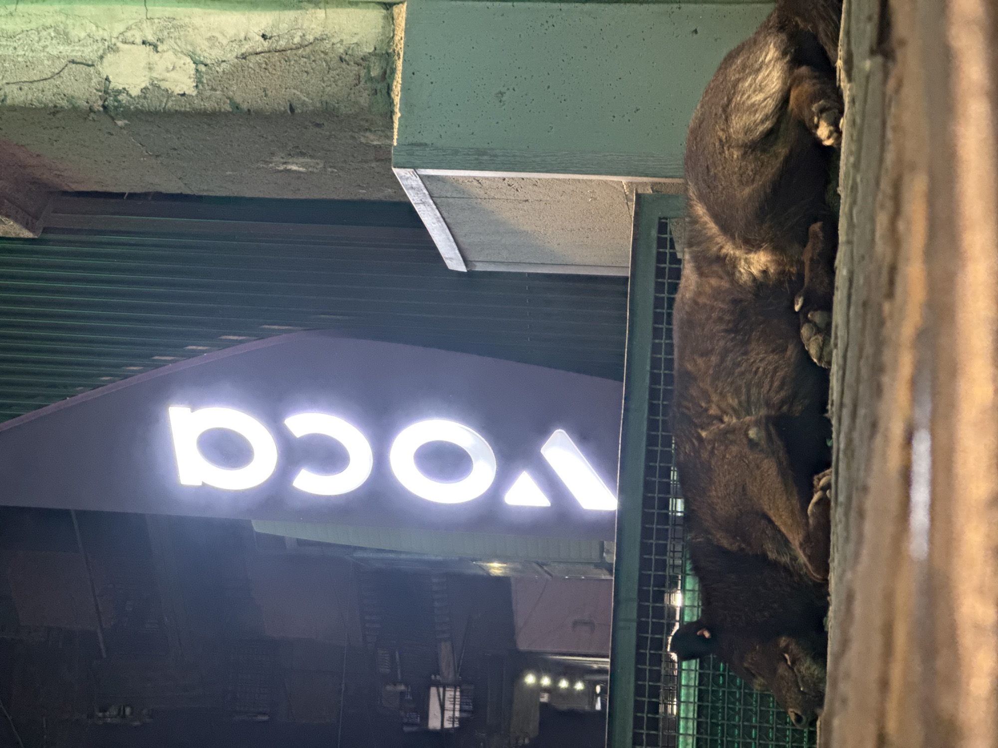 A vertical outdoor shot shows a sign that reads "voca" in illuminated letters. The sign is mounted under a concrete structure. To the right of the sign is a dark-colored dog sitting near a metal fence. The scene seems to be at night. Though unconfirmed, based on the sign and architectural styles, the location is likely in Yerevan, Armenia.