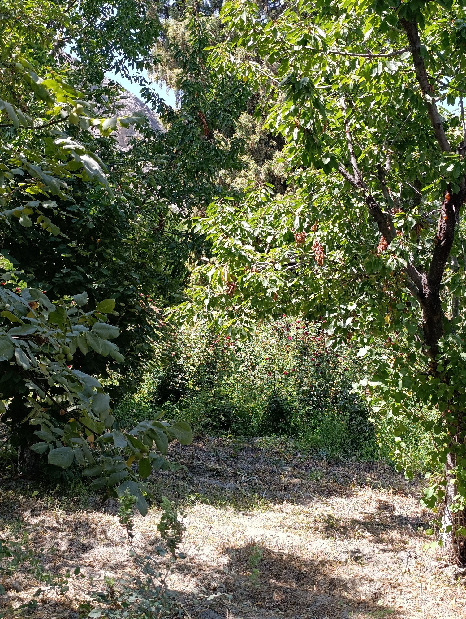This image depicts a natural scene with dense foliage and a dry, sun-drenched ground. The foreground is dominated by a path or clearing covered in dry grass and scattered leaves, with dappled sunlight creating shadows. To the left, a leafy branch with distinct green leaves extends into the frame, some of which appear to be forming small fruits. In the mid-ground, a thicket of smaller green plants and shrubs is visible, some with small red berries. Behind this, larger trees with lush green leaves create a dense canopy, obscuring much of the background. To the right, the trunk of a tree with rough, dark bark is prominent, with more green foliage overhead. In the upper portion of the image, glimpses of a rocky, mountainous landscape and a clear blue sky can be seen through openings in the trees. The scene suggests an outdoor environment, possibly a park or natural area within the city of Devayron, Uzbekistan, characterized by a mix of trees, undergrowth, and dry ground cover. No people or discernible man-made structures are present.