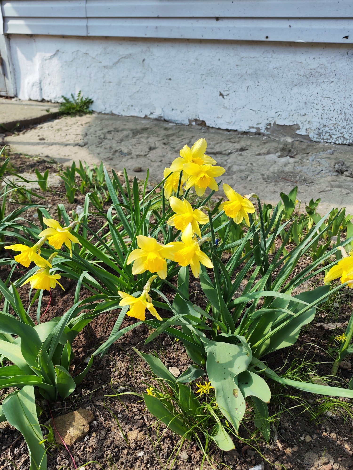 A close-up shot shows a cluster of bright yellow daffodils in full bloom in a garden setting. The flowers are the focal point, surrounded by long, green leaves. The garden bed consists of dark soil, with a few small stones and other plants interspersed among the daffodils.
Behind the flowers, there is a weathered, white building foundation, which is in front of the building's wall, with peeling paint and signs of age. The lighting is bright and sunny, casting distinct shadows and highlighting the vibrant colors of the flowers.
There is no information in the image to confirm its location in Chaikovsky, Russia.