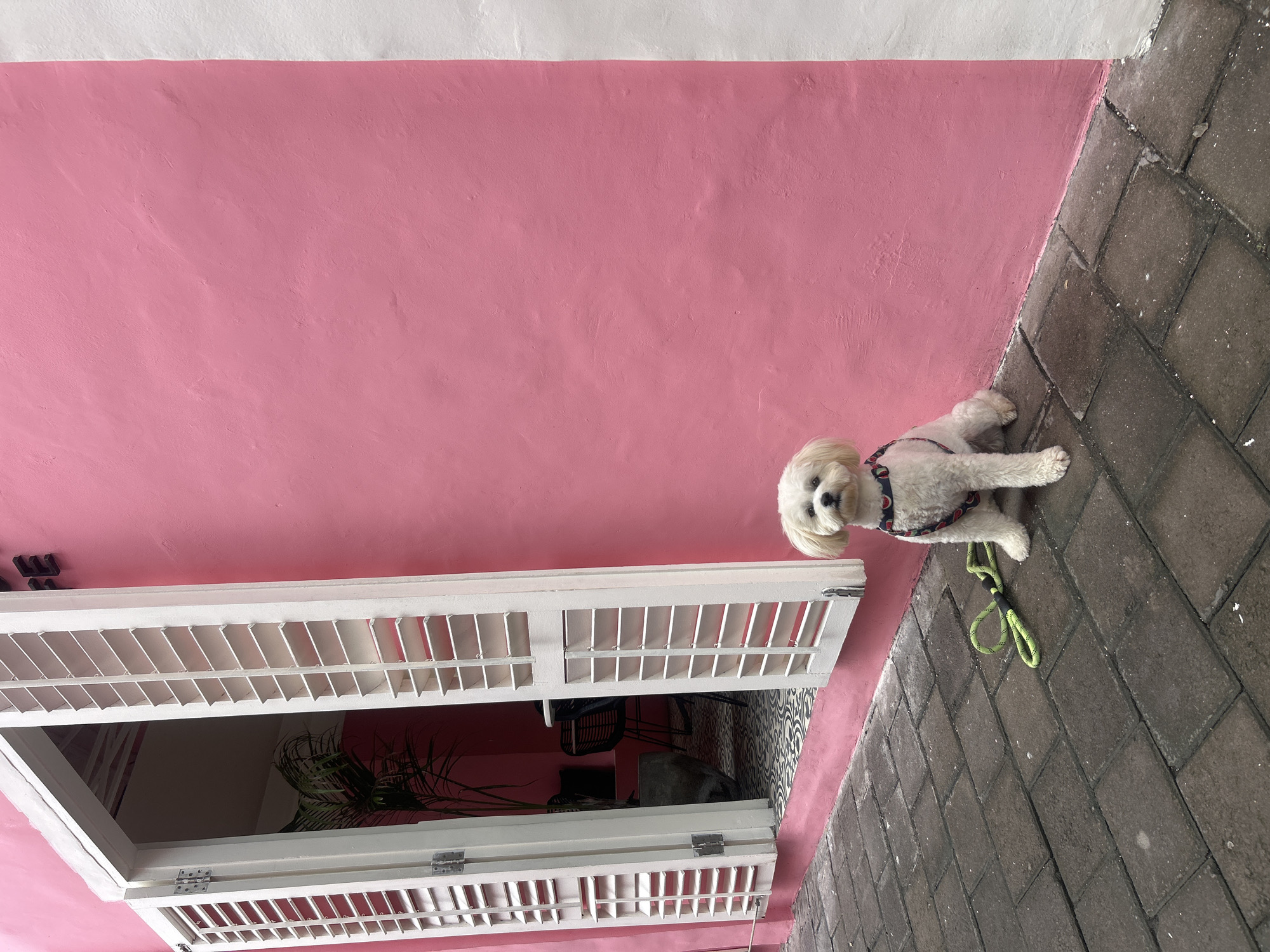 In Kuta, Indonesia, a white Maltese dog with a patterned harness sits on a grey paved sidewalk. A bright green leash lies on the pavement next to the dog. The dog is positioned in front of a vibrant pink wall, which forms the exterior of a building. To the left of the wall, white louvered shutters are open, revealing an entrance to a cafe or shop. Inside, glimpses of a table, chairs, and a potted plant can be seen. The floor inside the establishment features a patterned tile design. The overall scene is a street-level view of a commercial establishment with a playful aesthetic.
