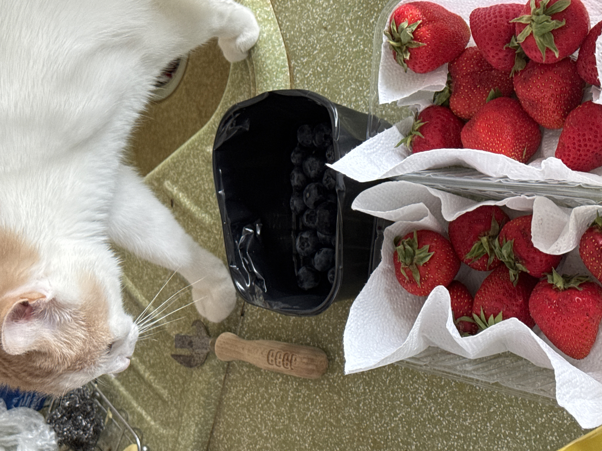 A white and orange cat is sniffing a collection of fresh strawberries and blueberries. The cat's head is down, its nose close to the fruit, and its whiskers are extended. Two clear plastic containers, lined with white paper towels, are filled with bright red strawberries. In the background, a black container holds a cluster of dark blue blueberries. To the left of the blueberries, a rustic-looking bottle opener with a wooden handle rests on a textured green surface. The overall scene suggests a domestic setting, possibly a kitchen counter. The image does not provide any information about the location being Moscow, Russia.