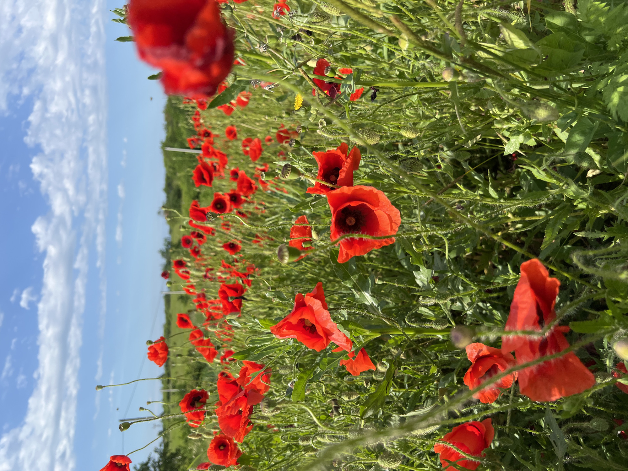 A field of red poppies is depicted under a blue sky with scattered white clouds. The scene appears to be outdoors, in a field or meadow. The poppies are the dominant feature, with their vibrant red petals contrasting against the green foliage. The location is Tugurgoy, Russia. The image is a medium shot with a shallow depth of field, blurring the background slightly. There is no indication of people, specific actions, or interactions in this scene.