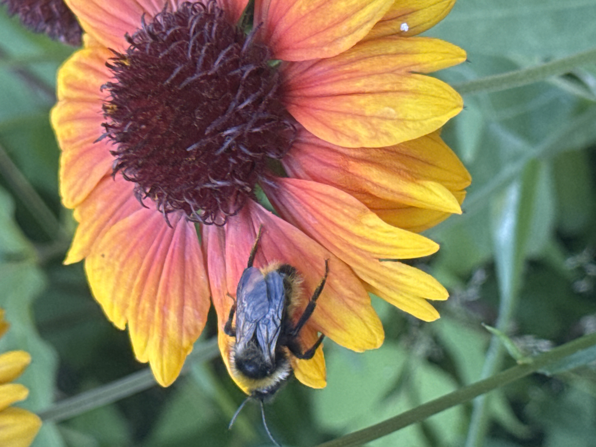 A close-up shot captures a bumblebee perched on the petals of a vibrant flower. The bee, with its fuzzy black and yellow body and transparent wings, is positioned on a petal that transitions from yellow at the tip to a reddish-orange hue closer to the flower's center. The flower itself has multiple layers of petals, with a dark, textured center. The background consists of soft-focus green foliage. The scene appears to be outdoors, with natural lighting. There is no identifiable location in Murino, Russia, visible in the image.