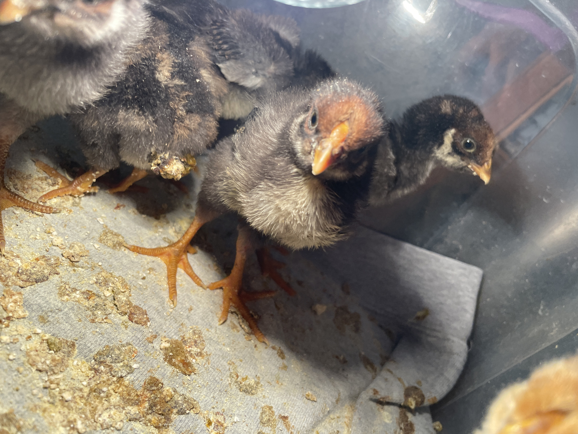 The image captures a close-up view of several young chicks housed within a plastic container, likely a brooder. The setting is Zlatograd, Bulgaria. The chicks, primarily dark grey and brown with mottled patterns, appear to be a few days old. One chick in the foreground, with a reddish-brown head and an orange beak, looks directly towards the viewer with bright, alert eyes. Another chick with a patterned head is visible to the right, also facing forward. Partial views of other chicks are seen to the left and in the background.
The bottom of the container is lined with a grey, absorbent material, possibly a paper towel or cloth. This liner is noticeably soiled with dried chick droppings and scattered remnants of feed. One of the chicks exhibits a "pasty butt" condition, with droppings adhered to its vent area. The chicks' legs and feet are a vibrant orange-yellow. Reflections on the plastic container suggest an indoor environment with artificial lighting. No human subjects, specific activities beyond the chicks resting or moving slightly, or visible text are present in the image. The overall scene depicts a typical setup for raising young chicks in a domestic or small-scale farming environment.