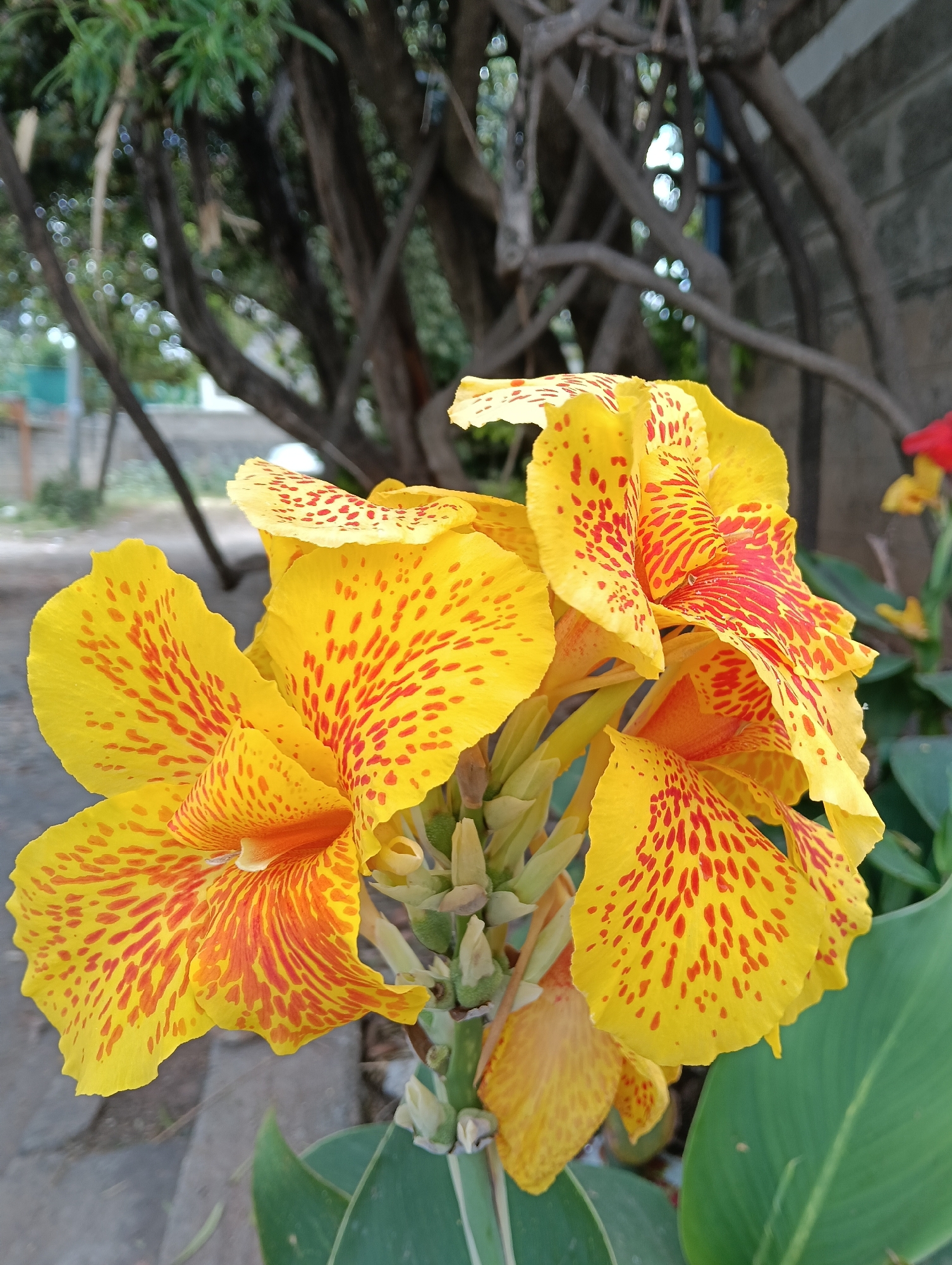 The image shows a vibrant yellow and red speckled Canna lily in full bloom. The flowers are arranged in a cluster, and the plant has green leaves. The background consists of tree branches and a partial view of a building. The location is the city of Nairobi, Kenya.