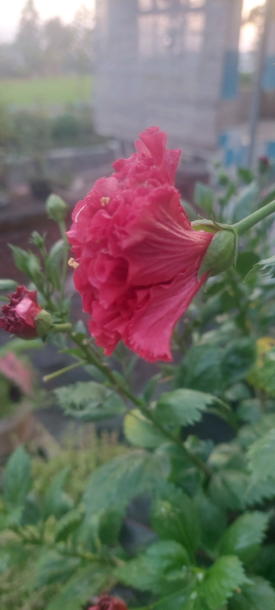 The image captures a close-up, vertical view of a bright pink hibiscus flower in bloom, set against a softly blurred background. The flower, with its ruffled petals and visible yellow stamens, occupies the majority of the frame and is positioned slightly to the right. To the left of the main flower, a smaller, darker pink bud is visible, partially obscured by green foliage. The stem and green leaves of the hibiscus plant are also prominent, with a small, unopened bud also visible near the stem.
The background is out of focus, suggesting the photograph was taken in a natural setting. Hints of green grass, a textured wall, and possibly some indistinct structures are visible, indicating an outdoor environment. The overall lighting is soft and diffused, consistent with either early morning or late afternoon light. While the specific location within Lumajang, Indonesia, is not visually indicated, the presence of lush greenery and flowering plants suggests a garden, park, or residential area with outdoor vegetation. There are no people or animals visible in the image. The image is composed in portrait orientation.