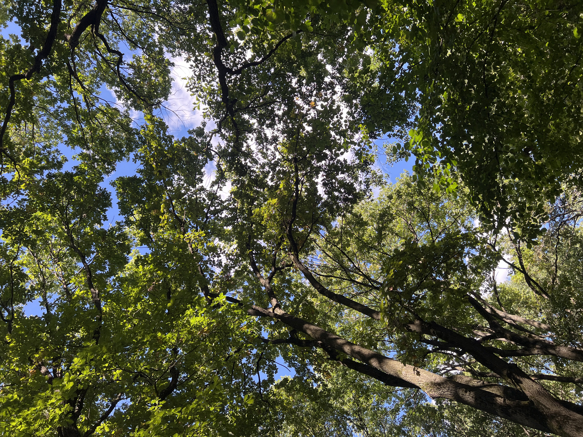 The image shows an upward view of a dense tree canopy against a blue sky with some scattered clouds. The leaves are predominantly green, indicating it is likely summer or early autumn. The lighting suggests a sunny day, with sunlight filtering through the leaves and casting dappled shadows. The trees appear to be mature, with thick trunks and spreading branches. The perspective creates a sense of being immersed in nature, looking up from the ground. There are no people or man-made objects visible in the image, suggesting a natural or park-like setting. Without further information or visual cues, it is impossible to definitively determine the specific location within the city of Moscow, Russia.