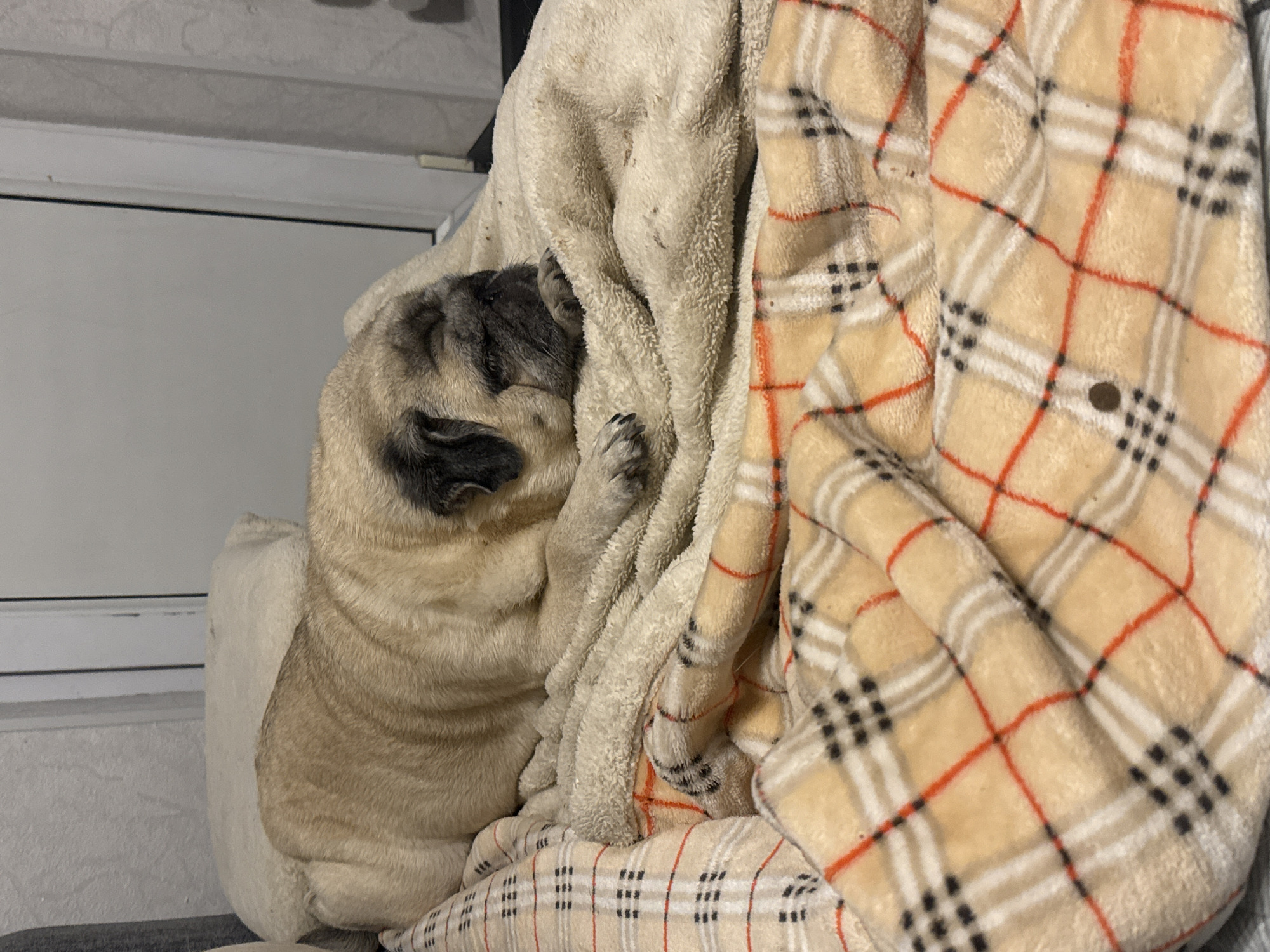 A pug dog is sleeping on a beige blanket with a plaid pattern. The dog is light brown with black markings around its eyes and muzzle. It is lying on its side with its head resting on its paws. The blanket is draped over what appears to be a couch or bed, and a pillow is visible behind the dog. The background is out of focus, but suggests an indoor setting with a door and wall. The image was taken in Bishkek City, Kyrgyzstan.