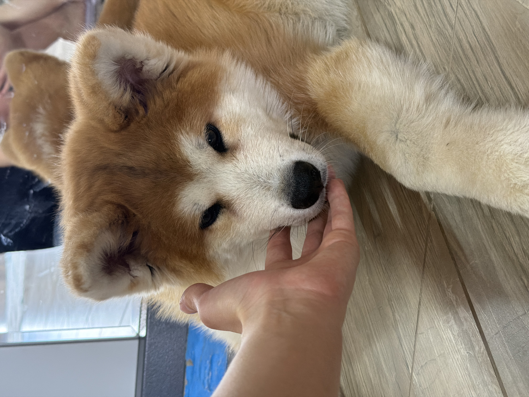 A person's hand is seen gently touching the face of a lying Akita puppy. The dog has a tan and white coat, a black nose, and closed eyes. The background consists of a wood-look floor. A section of a glass table can be seen in the upper left corner. The image was taken indoors. There is no evidence to indicate that the photograph was taken in Chaikovsky, Russia.
