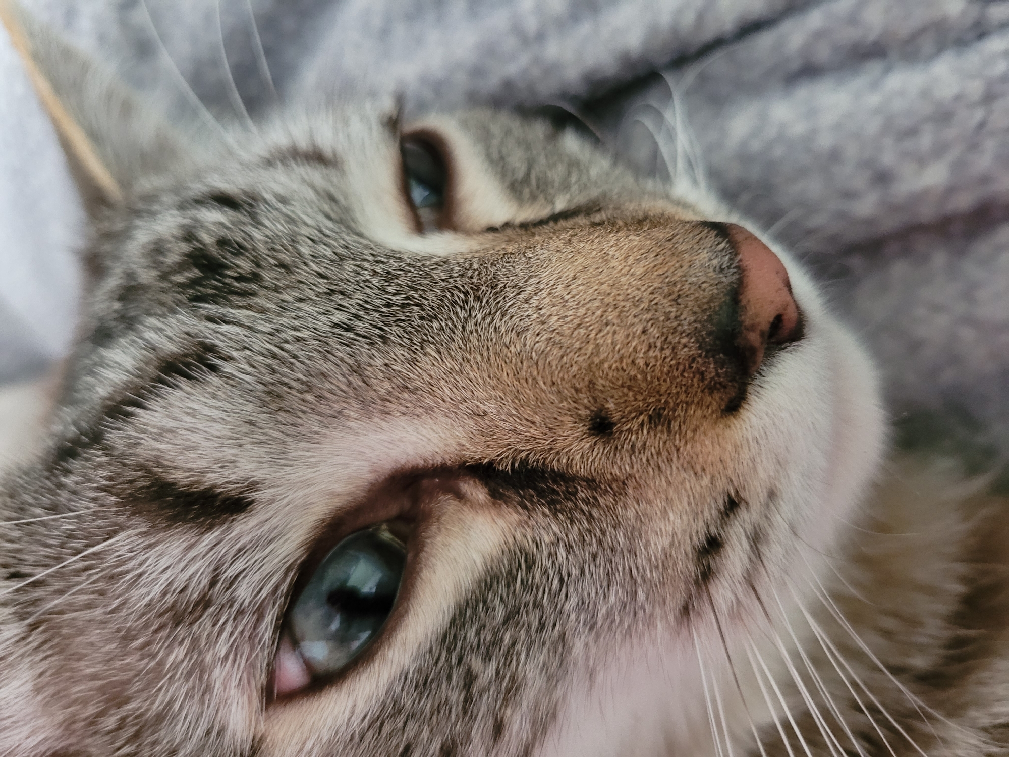 The image is a close-up shot of a cat's face. The cat has blue eyes and grey and white fur with tabby markings. Its nose is pink with dark speckles. The cat is lying on a grey, textured surface, possibly a blanket or sofa. The background is softly blurred. There is no indication of the location being in Kyiv, Ukraine, or any urban setting.