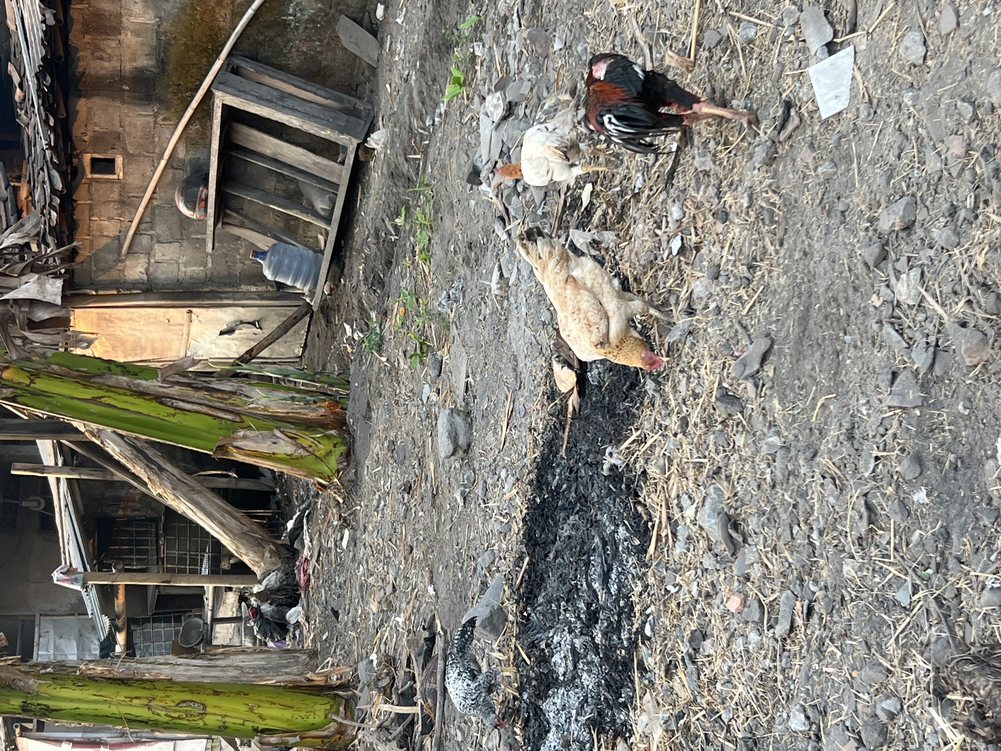 In Tlogoadi, Indonesia, a scene unfolds in a dusty, outdoor environment. Dominating the foreground are four chickens. One, with a speckled black and white pattern, pecks at the ground near a pile of black ash. A light brown chicken, its head bowed, also forages. A white chicken stands facing away from the viewer, while a black and red rooster stands prominently, its tail feathers fanned. The ground is a chaotic mix of dirt, small stones, and dry straw, with scattered debris.
In the background, several banana trees stand tall, their green trunks contrasting with the weathered, rustic structures behind them. One structure appears to be made of cinder blocks and corrugated metal, with a dilapidated roof. A wooden frame rests against the wall, and a blue water jug sits on the ground. To the left, more debris and makeshift shelters are visible. The lighting suggests late afternoon or early morning, casting long shadows and highlighting the textures of the environment.