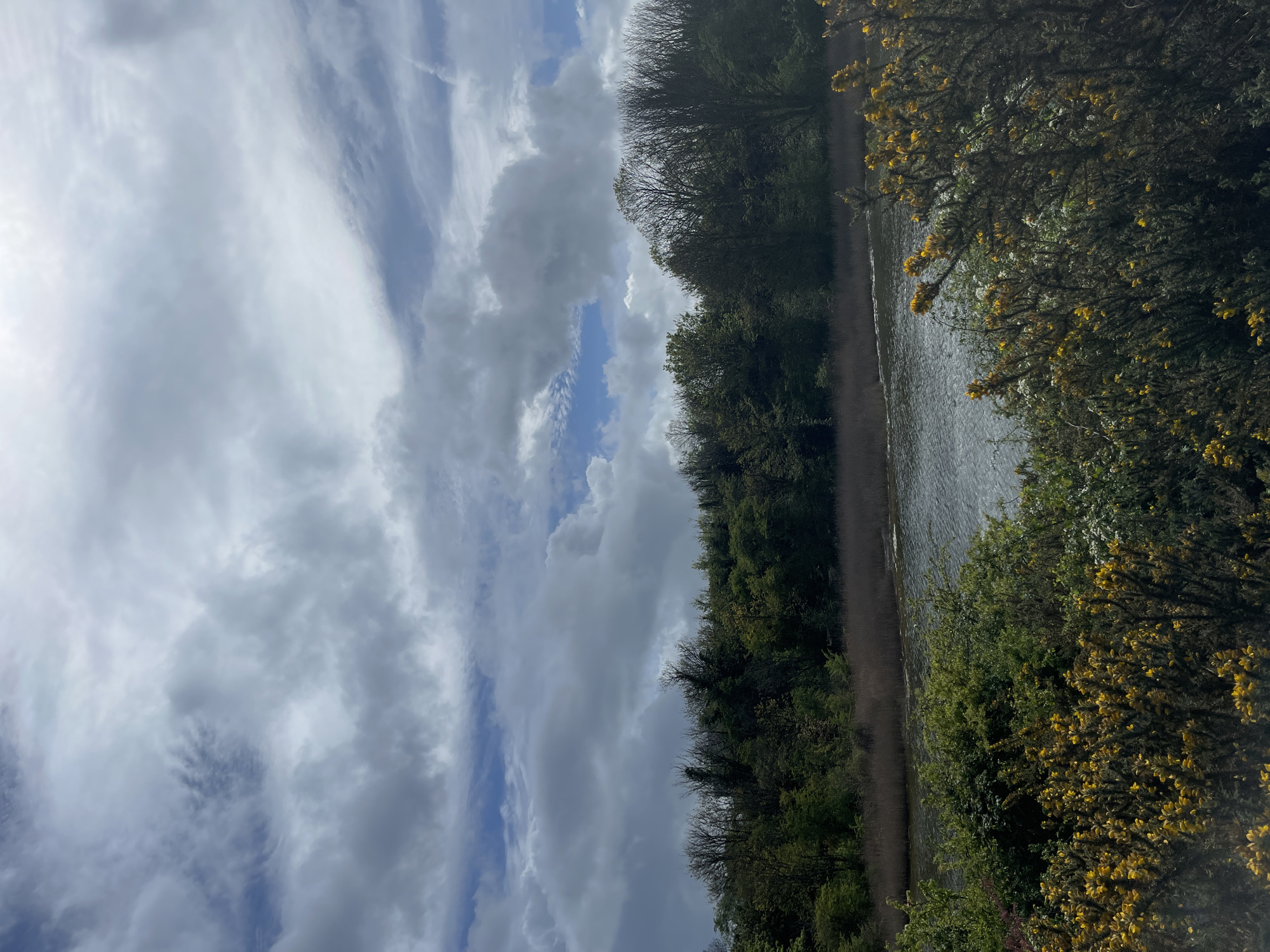 The image captures a tranquil outdoor scene along a waterway, likely a canal or river, under a dynamic sky. The perspective looks along the length of the water body, which appears calm with subtle ripples, extending from the middle-right towards the center-left. A narrow, unpaved path runs parallel to the water on the left bank.
On the right side of the image, a dense thicket of green bushes with abundant bright yellow blossoms, characteristic of gorse or broom, dominates the foreground, partially obscuring the water's edge. Beyond the path and waterway, a continuous line of mature trees with dark green foliage forms a verdant backdrop, suggesting a natural or semi-natural environment.
The sky occupies the upper half of the image and is a prominent feature, displaying a mix of white, grey, and darker clouds interspersed with patches of clear blue sky. Some clouds are wispy and streaky, while others are more voluminous. The bright light suggests it is daytime, possibly late morning or early afternoon. The vibrant greenery and flowering bushes indicate a temperate season, likely spring or early summer.
There are no people, animals, or man-made structures visible in the scene, conveying a sense of untouched nature. No specific activity or event is taking place; the image depicts a peaceful, natural landscape. There is no visible text. Given the location context, this scene could be a typical canal or waterway landscape in the Portsmouth area of the United Kingdom.
