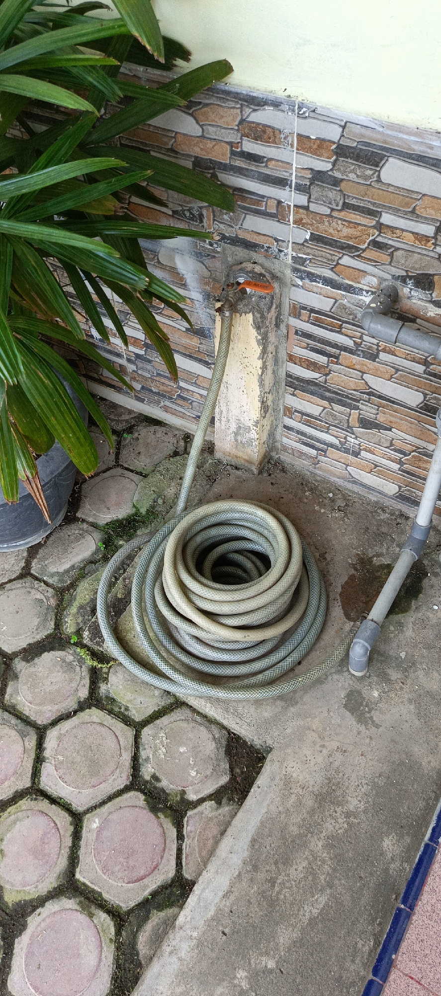 A gardening hose is coiled on a hexagonal paver surface next to a wall. The hose is coiled in a circular fashion and is connected to an outdoor faucet. The wall behind the faucet is covered in stone-like tiles, and a portion of a green plant is visible in the upper left corner of the image. The ground is a mix of concrete and pavers, with some moss growing between the pavers. A PVC pipe is visible on the right side of the image. The scene appears to be outdoors in an urban or suburban environment.