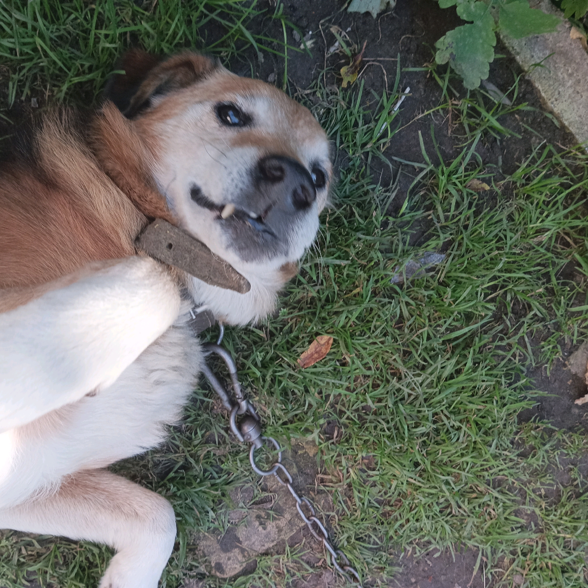 A medium-sized dog with tan and white fur lies on its back in a patch of grass and dirt. The dog's eyes are open, and its mouth is slightly agape, revealing its teeth. It wears a worn, dark-colored collar attached to a metal chain. The collar appears to be made of leather or a similar material. The dog's paws are visible, with its front paws crossed over its chest. The surrounding environment consists of green grass, dark soil, and some fallen leaves. A thin, light-colored plant is visible in the upper right corner, and a concrete border runs along the right edge of the image. There are no people present in the image. The scene appears to be outdoors, likely in a residential yard or a park. The exact location in Shumerlya, Russia, cannot be determined from the visual information provided.
