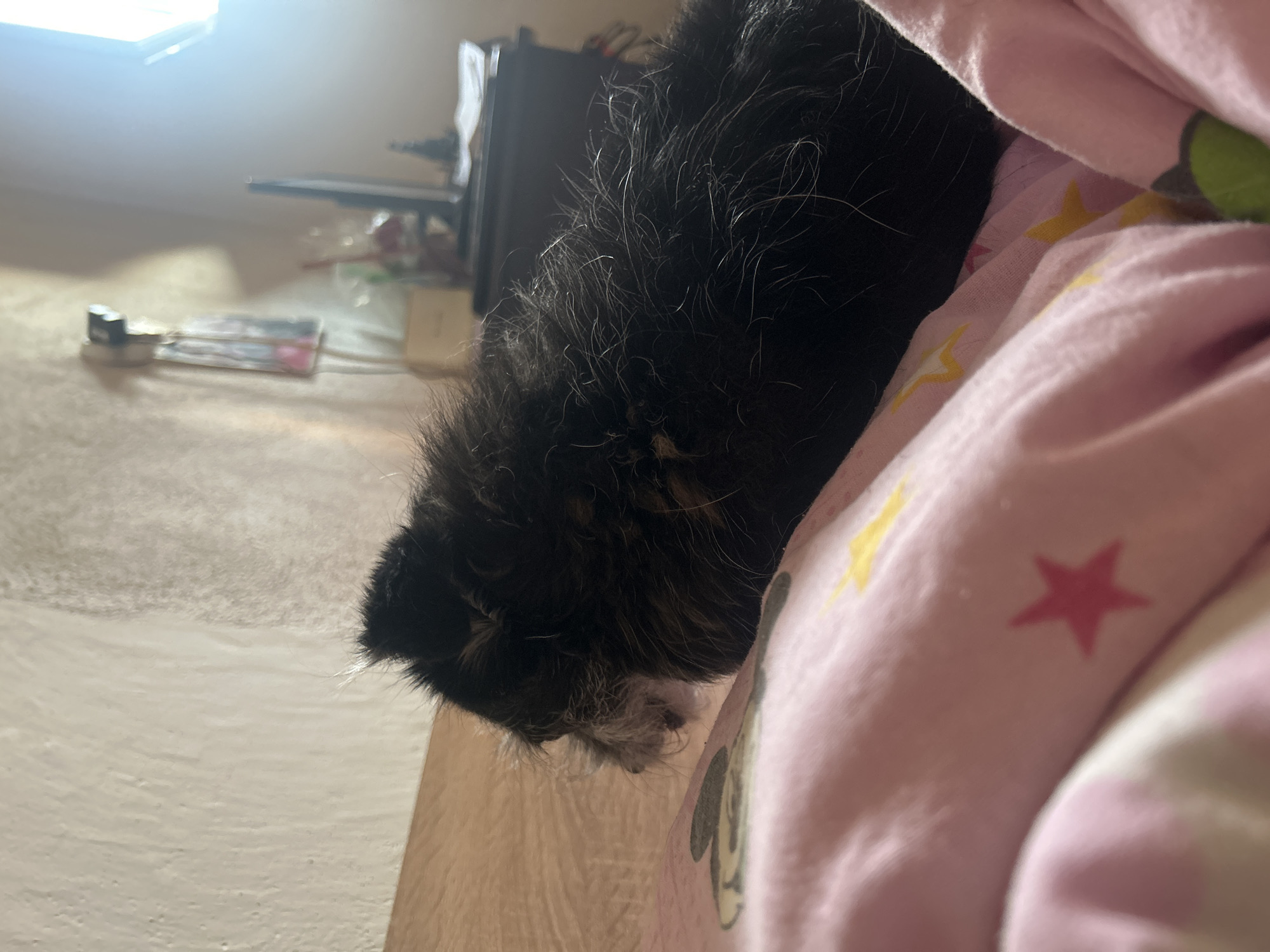 The image shows a small, dark-colored dog with shaggy fur lying on a pink blanket with yellow and red star patterns. The dog's face is visible, with graying whiskers and a closed eye. The background is blurred but appears to be a bedroom, with a light-colored wall, a wooden headboard, and some objects on a shelf or dresser, including what looks like a television. The lighting suggests it is daytime, with sunlight coming from the right side of the image. The scene is likely indoors, in a residential setting. Without further information or context, it is not possible to determine the specific location within the city of Perushtitsa, Bulgaria.