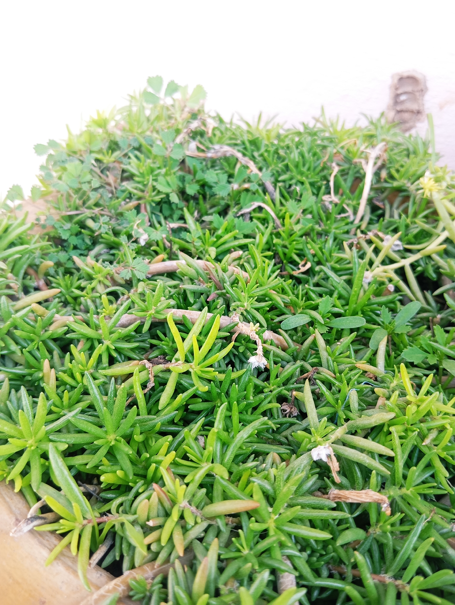 The image presents a close-up, high-angle view of dense green foliage contained within a pot in Unknown, Unknown. The primary subject is a cluster of succulent-like plants with small, vibrant green, fleshy, and pointed leaves. Several individual plants display a yellowish-green hue. Interspersed within this growth are plants with broader, lobed green leaves and occasional dried, light brown plant matter, including thin stems and a few small, withered white flowers. The upper left and right background consists of a brightly lit, out-of-focus white or off-white surface, with a blurry, textured light brown object containing horizontal elements discernible in the upper right. The rim of a light brown, possibly wooden or terracotta, container is visible along the lower left and bottom edges of the frame. No individuals are present. The scene is static, illuminated by natural light.