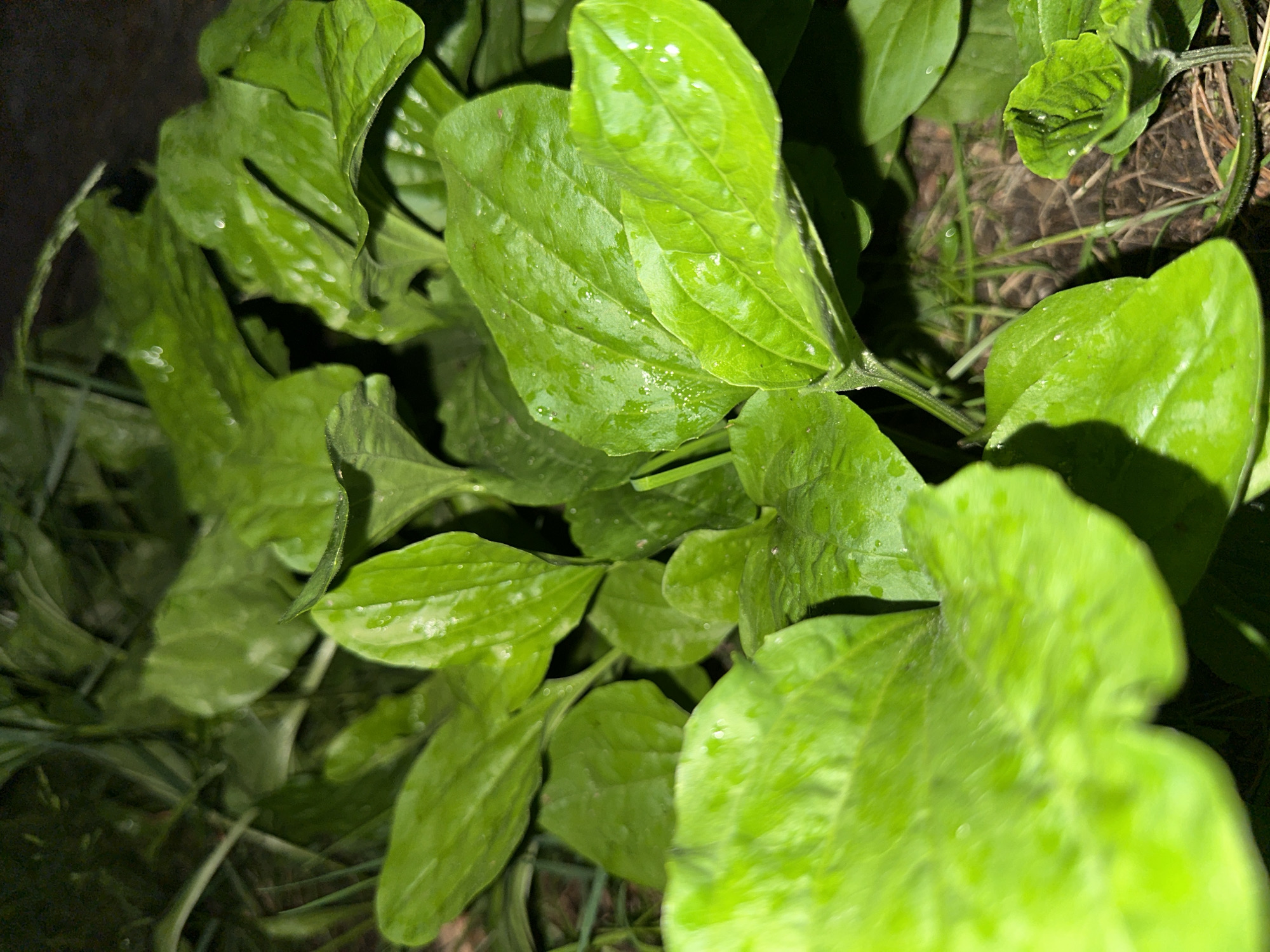 A close-up, low-angle shot captures a cluster of bright green plantain leaves, some of which are slightly wet, with small water droplets visible. The leaves are broad and ovate, with prominent parallel veins. The foreground features large, vibrant leaves, while the background shows darker foliage and soil. The lighting appears to be artificial, possibly a flashlight, casting shadows and highlighting the texture of the leaves. The scene is devoid of any human presence or activity.