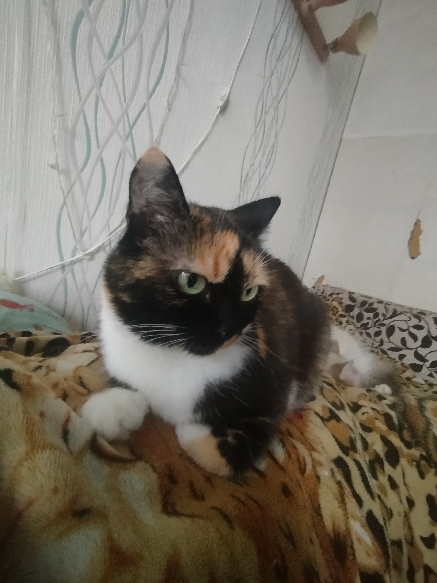 A calico cat with green eyes sits on a patterned blanket indoors. The cat has patches of black, white, and orange fur. It is looking to the right of the frame. The background consists of a wall with a patterned wallpaper and a power outlet. There is also a cable running along the wall. The blanket the cat is sitting on has a leopard print pattern.