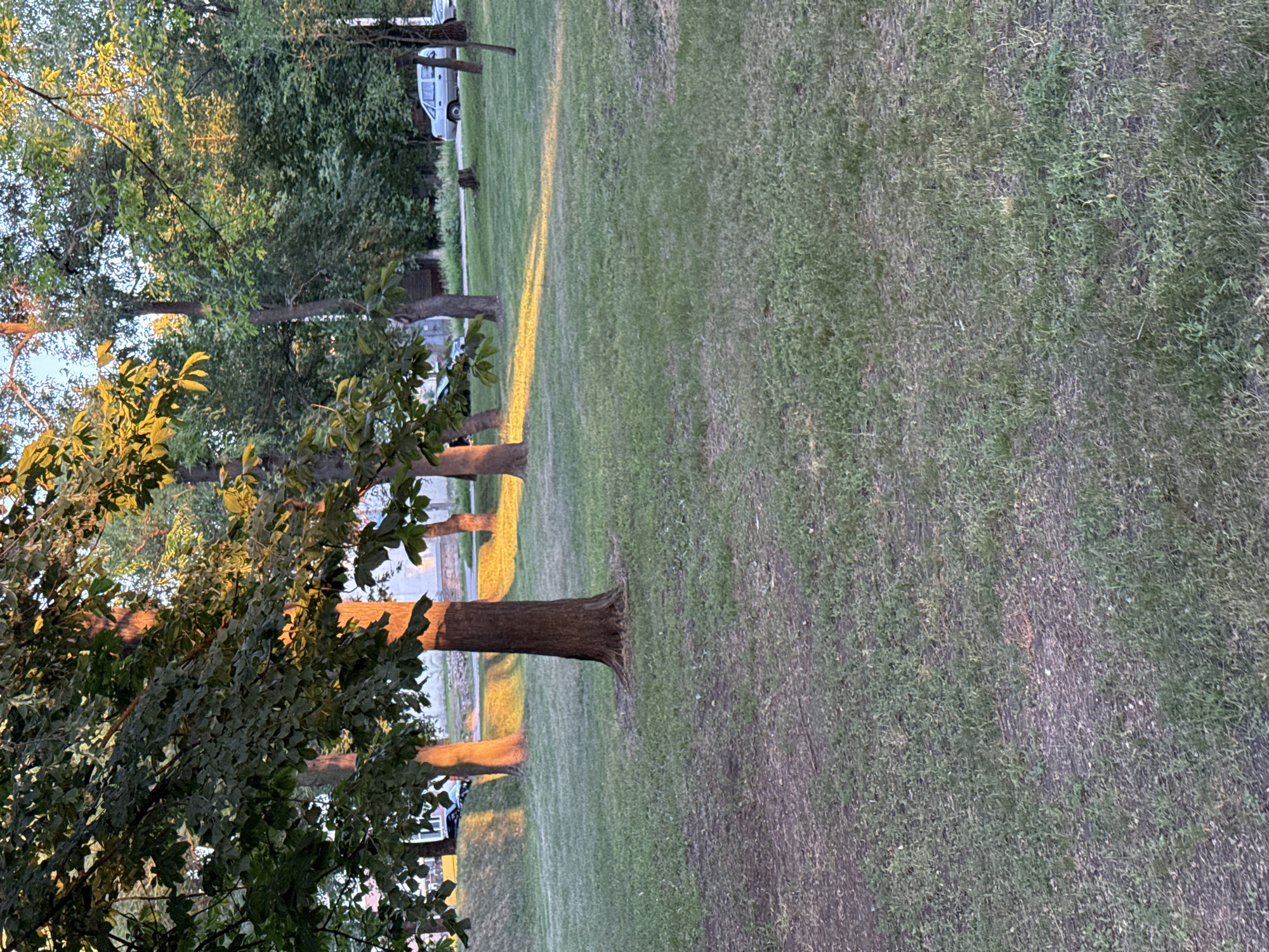 This is a medium shot, eye-level outdoor photograph of a park in the late afternoon, with the sun casting a warm glow through the trees. The foreground is dominated by a lush green lawn, with patches of bare earth and sparse vegetation. In the mid-ground, several mature trees with thick trunks stand tall, their branches laden with dark green leaves. The setting sun illuminates the lower portions of the tree trunks with a golden light, and streaks of this light also fall across the grass. Beyond the trees, there is a subtle incline, and in the distance, a light-colored sedan is parked on a paved area, with a building partially visible behind it. The background is filled with more trees and foliage, creating a dense, naturalistic setting. The sky is a pale blue, indicating the approaching end of the day. There are no people visible in the image. The overall impression is one of a peaceful, sun-dappled park.