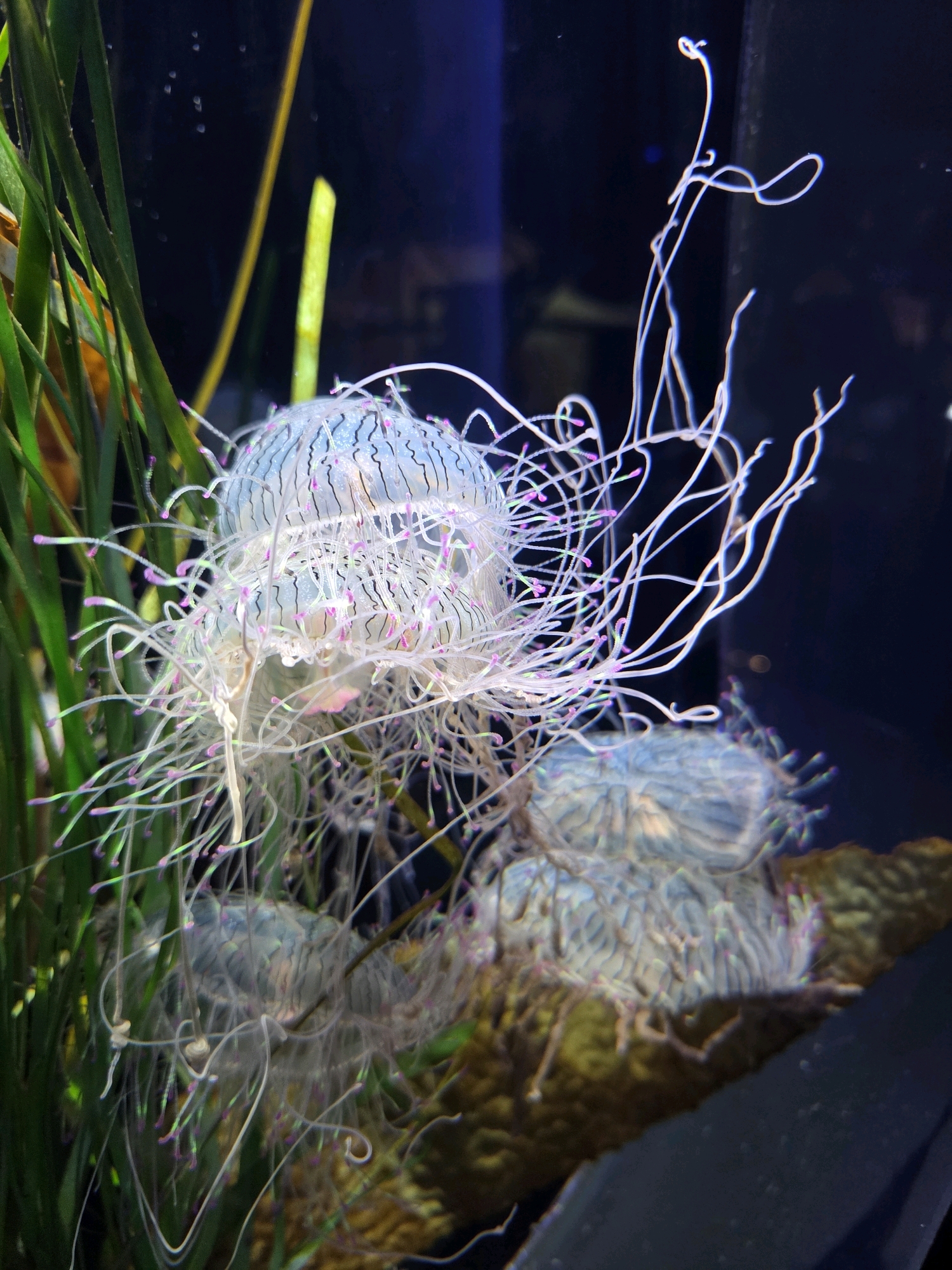 The image displays a close-up view of several jellyfish in an aquarium setting. The jellyfish have translucent bells with delicate tentacles that are adorned with small pink and purple tips. They are surrounded by green aquatic plants and are positioned against a dark background. In the foreground and midground, two jellyfish are prominently featured, with a third jellyfish partially visible in the background, appearing to be attached to a textured surface that could be a rock or coral. The lighting highlights the ethereal and intricate details of the jellyfish. This scene is located at the Aquarium of the Pacific in Long Beach, California, United States of America.