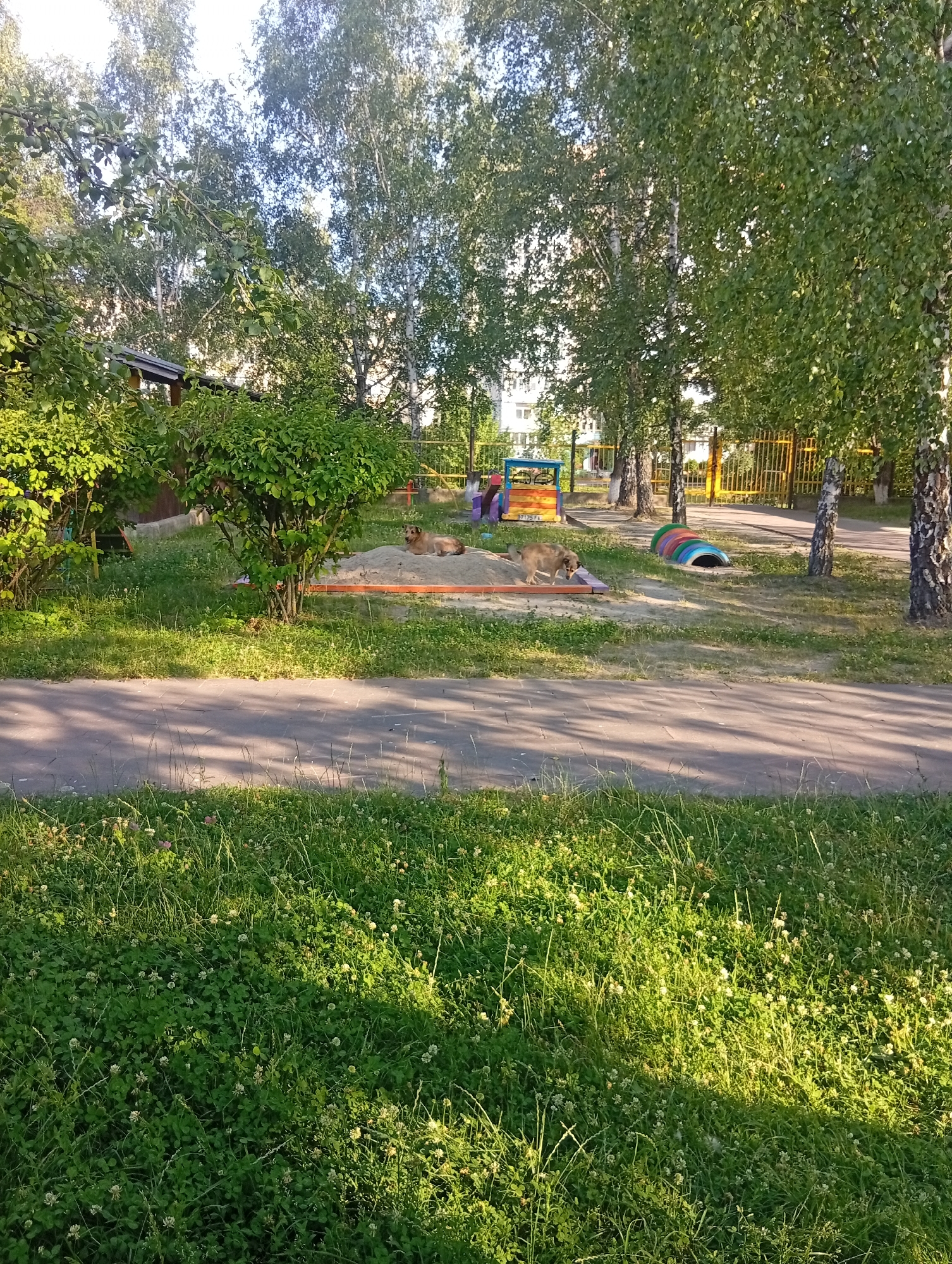 The image depicts a children's playground in Zviahel, Ukraine. In the foreground, a paved pathway runs diagonally across the scene, bordered by lush green grass and clover with small white flowers. Several birch trees with white bark and green foliage are visible throughout the scene.
In the middle ground, there is a sandbox filled with sand. Two light brown dogs are present in the sandbox. One dog is lying down, and the other is standing and appears to be interacting with something orange in the sand. Behind the sandbox, a brightly colored children's play structure, featuring blue, yellow, and red elements, is partially visible. To the right of the play structure, a tunnel made of colorful, segmented tires lies on the ground. A yellow metal fence runs along the background of the playground.
In the background, residential buildings can be seen behind the trees. The lighting suggests it is daytime, with sunlight casting shadows across the pathway and grass. The overall scene appears to be an outdoor recreational area within a residential neighborhood.
