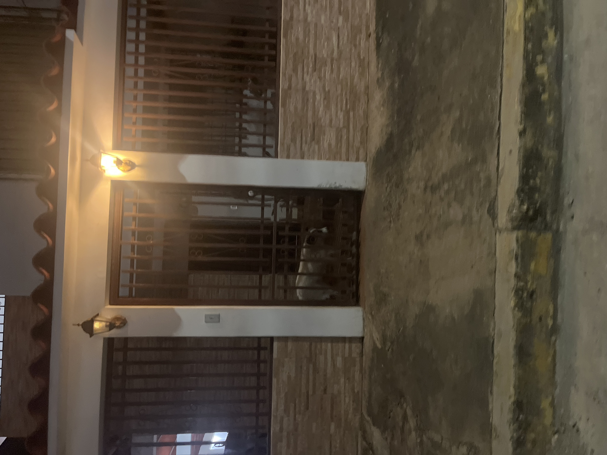 A medium shot shows a dog standing behind a dark metal gate in front of a building at night. The dog is white with brown markings. The building has a tiled roof and a white facade. Two outdoor lights, one on each side of the gate, illuminate the scene. The gate is in front of a darker entrance. To the left and right of the gate are sections of a dark metal fence. Below the gate and fence is a wall constructed of light brown bricks. The ground in front of the building is paved with concrete that appears wet and reflects the light. A raised curb with yellow and black markings runs along the bottom edge of the image, separating the paved area from what appears to be a street. The image was taken in Santa Ana, Venezuela.
