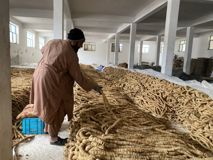 This image depicts an interior scene within a large industrial-style facility, likely a warehouse or processing plant, located in Kandahar, Afghanistan. The environment features white-painted walls showing visible wear, a flat white ceiling supported by multiple thick, square concrete pillars, and a light-colored floor. Several windows with light blue frames are visible along the walls, providing natural illumination.
In the foreground and midground, an adult male is primarily seen from the back. He has a dark beard and wears a black knit cap, a light brown long tunic (kameez), dark trousers, and black slip-on shoes. A dark glove covers his right hand. He is bent over, actively engaged in handling a long, coiled strand of light brown, ring-shaped dried fruit, consistent with dried figs (anjeer mala).
The floor is extensively covered with thousands of these dried fig strands, arranged in dense, low piles that dominate the visual space. A light blue plastic crate and a reddish-brown sack are positioned near the man's left foot. In the background, further piles of dried fruit strands are visible, alongside stacks of cardboard boxes and dark tarps. The scene illustrates manual processing or storage of a large quantity of dried fruit.
