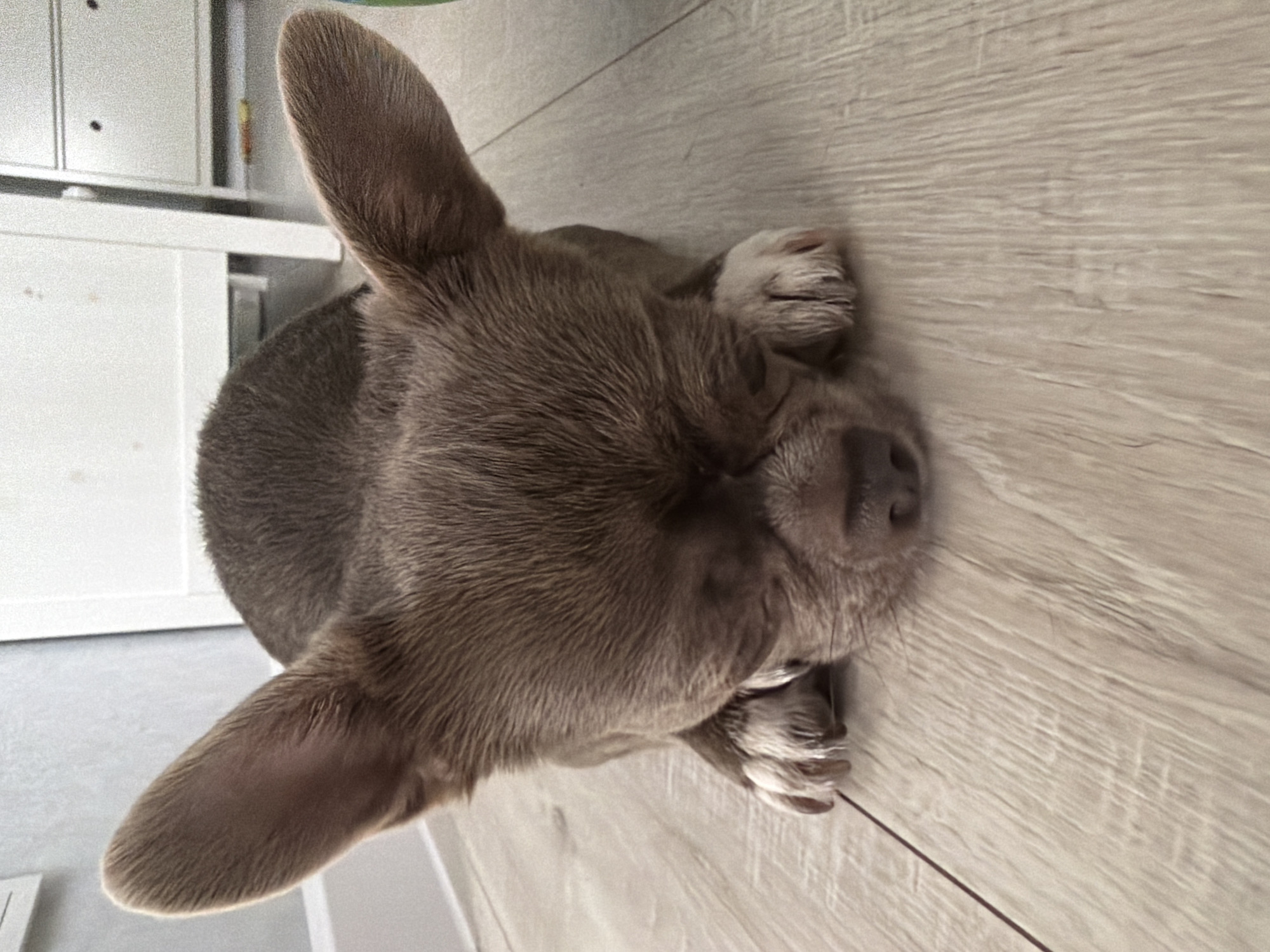 A gray-brown dog is lying on a light brown wood-look floor. The dog's head and upper body are visible. The dog has large, erect ears. A white cabinet is visible in the background. The image does not provide any evidence of being taken in Votkinsk, Russia.