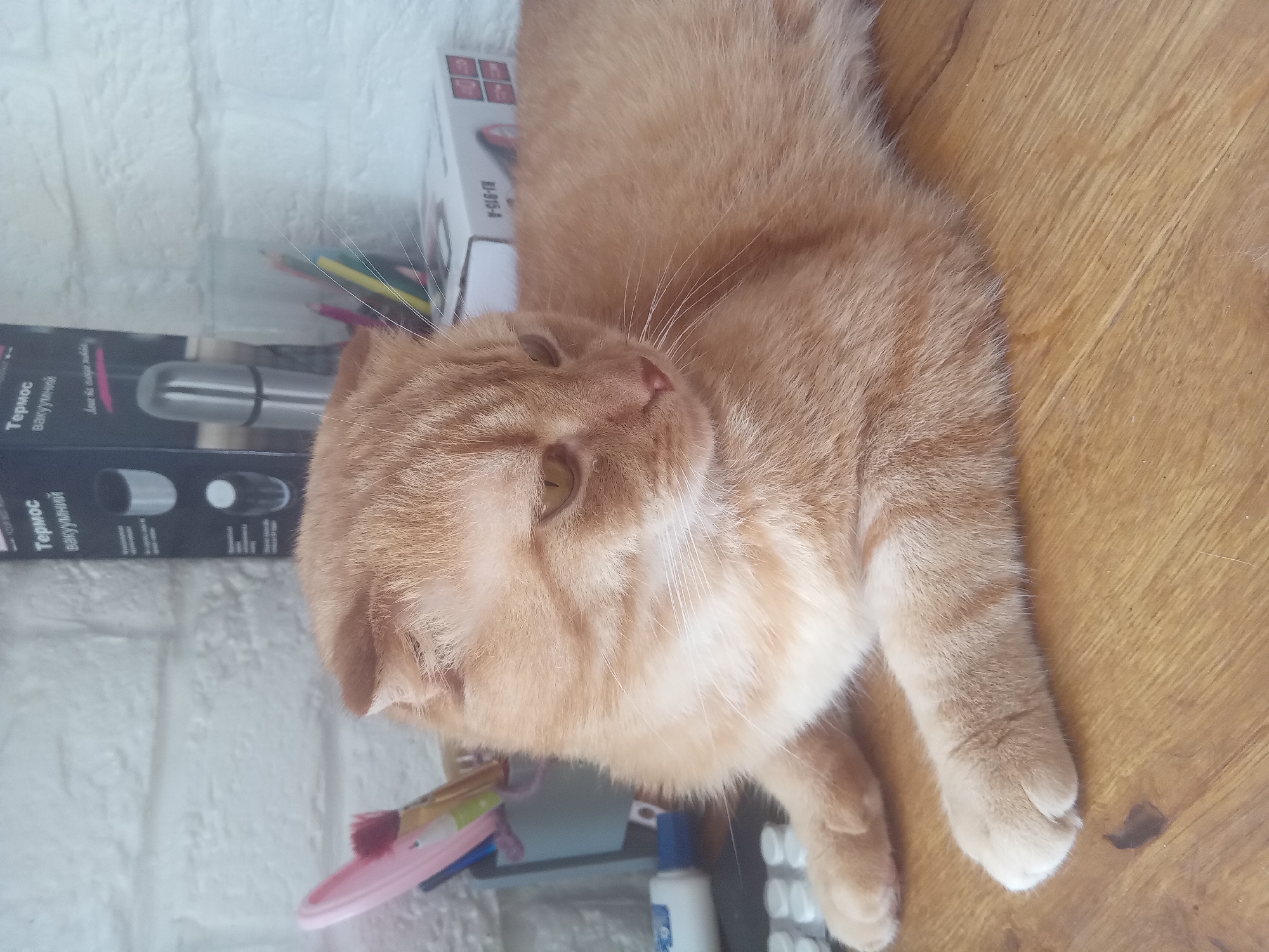 An orange tabby cat with folded ears is lying on a wooden surface. The cat's body extends to the right side of the frame, and its head is turned to the left, with its gaze directed downwards and to the left. In the background, on the left, a grey container holds several writing utensils, including pencils and paintbrushes, and a pink object. To the right of the container are two boxes, one with Cyrillic text indicating "Термос вакуумний" (vacuum flask), and another box with a label that appears to be a product code. The background wall is made of white bricks. The overall setting appears to be an indoor space. The image does not contain any explicit clues about its location in the city of Terebovlia, Ukraine.