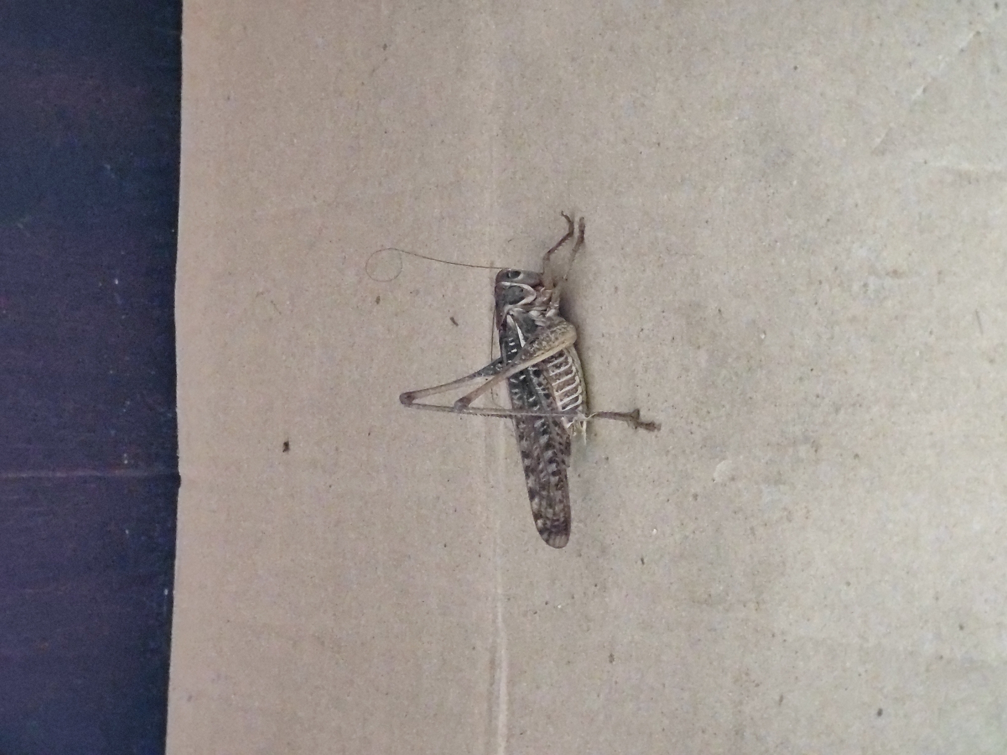A grasshopper is positioned centrally on a light-colored, textured surface, possibly concrete or pavement. The insect is facing right, with its body angled slightly towards the viewer. It has a mottled brown and grey coloration, with prominent hind legs adapted for jumping. One of its antennae curves upwards in a distinctive arc. The background consists of a dark, horizontal band, which could be a wall or a shadow. The scene appears to be outdoors, possibly in a courtyard or walkway in Tervel, Bulgaria. There are no people or other discernible objects in the immediate vicinity.