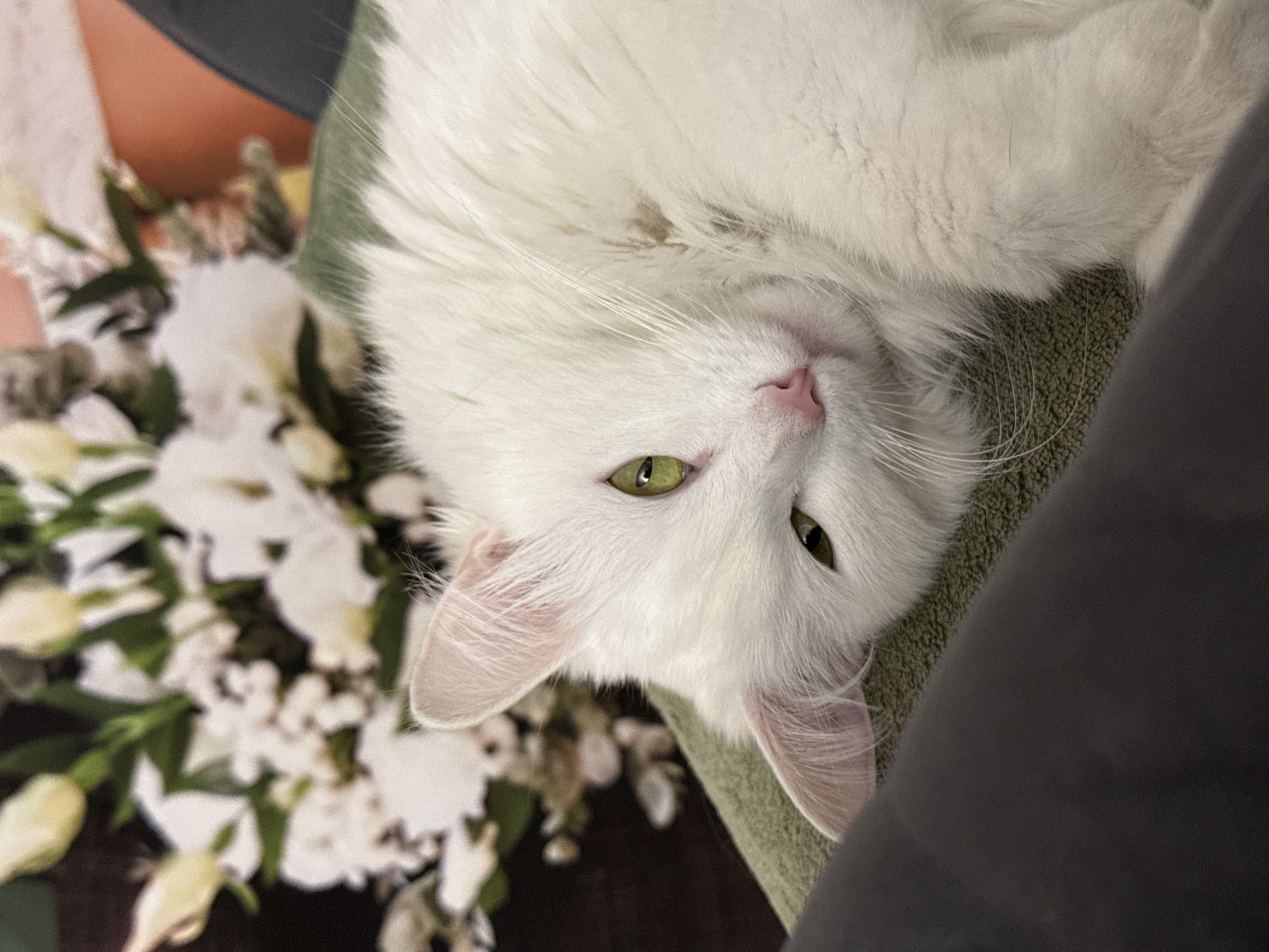 A white cat with green eyes is lying on a green textured surface. The cat's body is partially obscured by a dark gray object in the foreground. In the background, there is a blurry arrangement of white flowers with green stems.