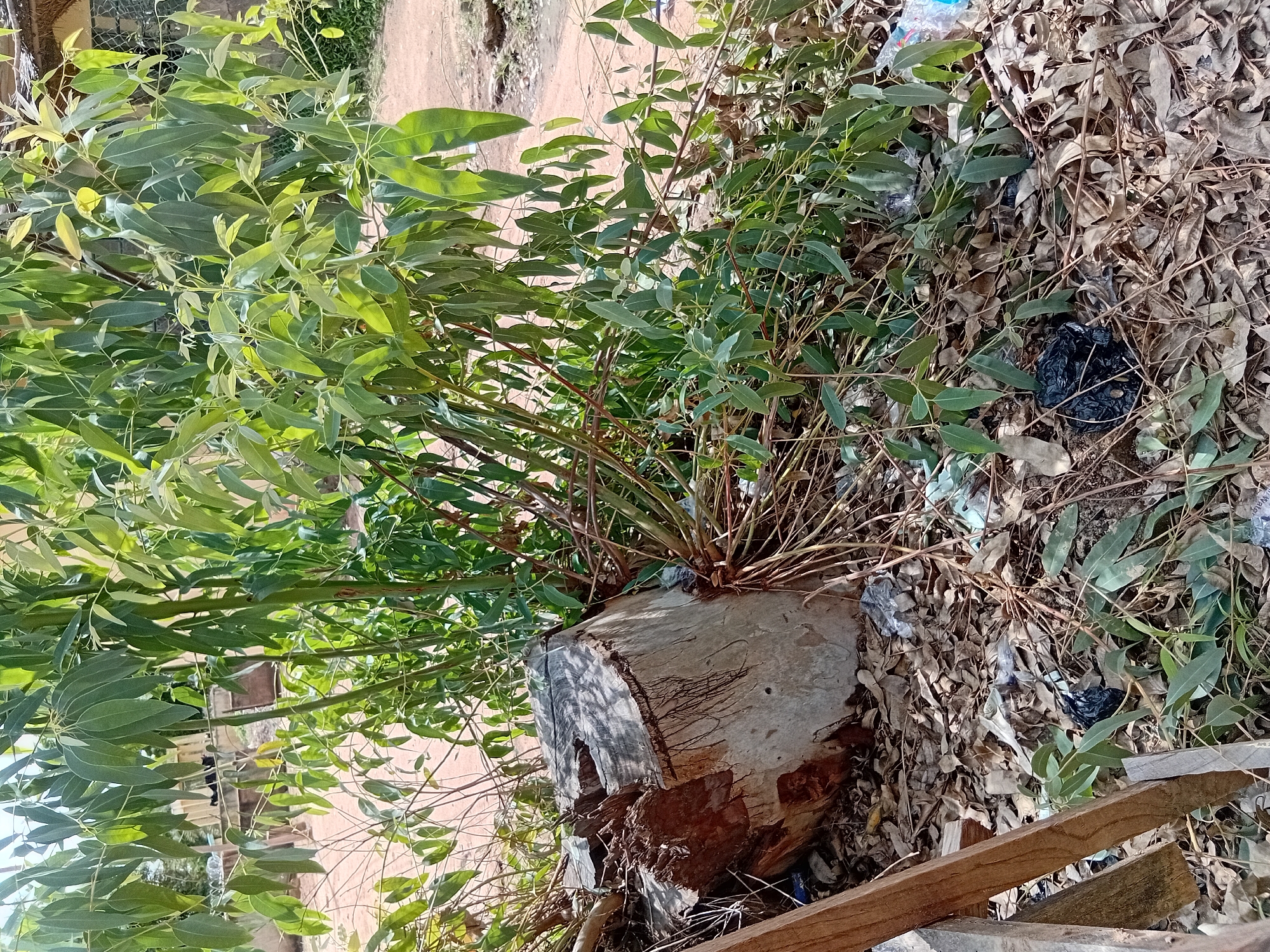 In Jalingo, Nigeria, a large tree stump, likely from a recently felled eucalyptus tree due to the presence of its characteristic narrow, elongated leaves and branches, sits on a ground covered with dry leaves and debris. The stump is rough-hewn and shows signs of decay. Surrounding the stump are the green, leafy branches of the same tree, some of which have fallen and are intertwined with the other vegetation. Scattered amongst the leaves are several pieces of refuse, including black plastic bags and some clear plastic packaging, indicating a litter-strewn environment. The background is slightly blurred, but hints at a semi-urban or rural setting with some structures and a dirt path. The lighting suggests it is daytime.