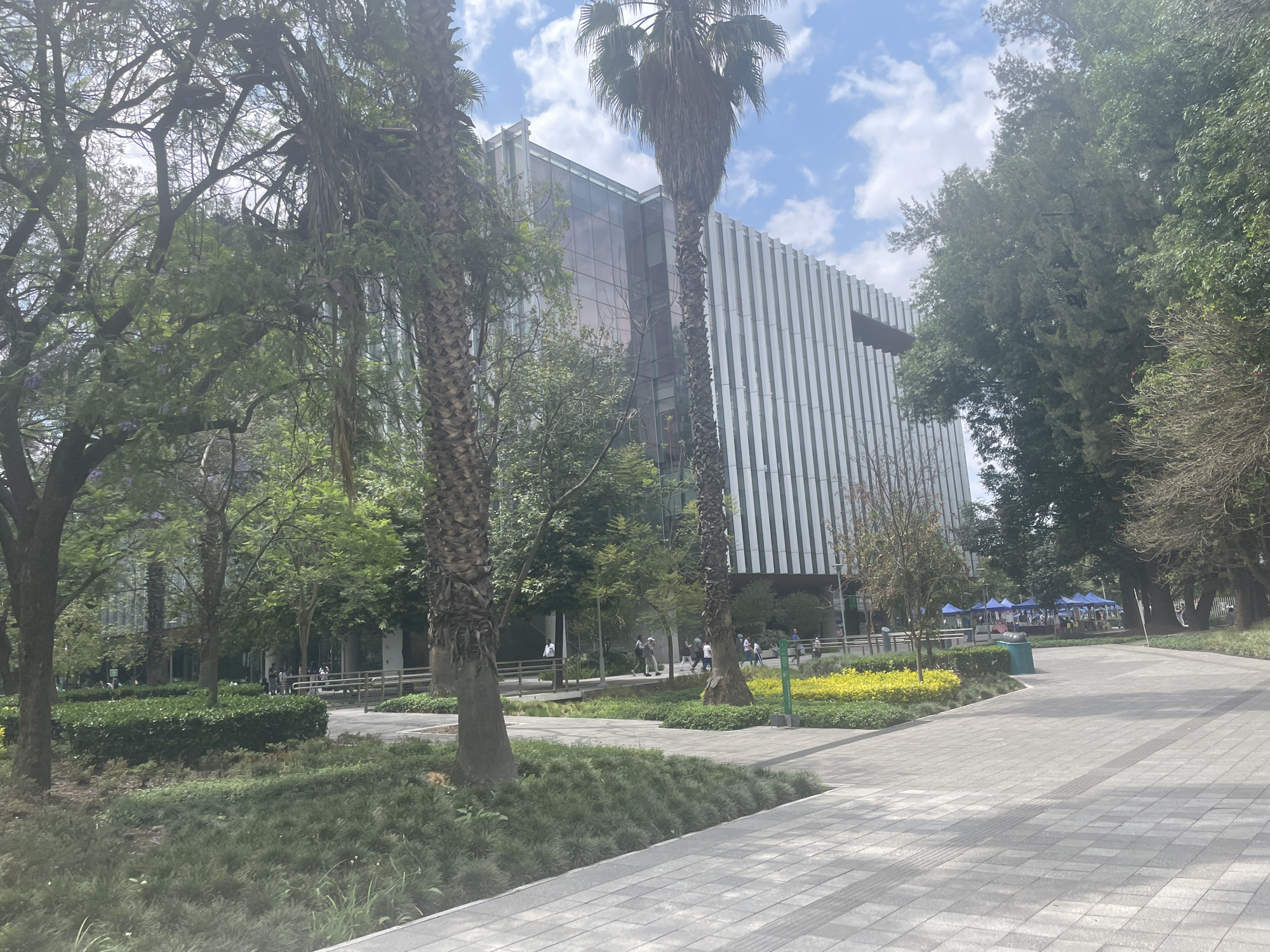 This media file captures a sunlit outdoor scene, likely in an urban park or modern campus environment in Mexico City, featuring a blend of contemporary architecture and lush greenery.
The central subject is a large, modern building with a distinct design. Its left section features a glass facade that reflects the bright sky, while the right section is characterized by a series of prominent vertical white fins or panels.
The surroundings are heavily vegetated with a variety of trees and plants. Several tall palm trees stand prominently in the foreground and mid-ground, their fronds visible against the partially cloudy sky. Other deciduous trees with dense green foliage, some showing hints of purple jacaranda flowers in the foreground, line the pathways and frame the building. There are also neatly maintained bushes, low green ground cover, and patches of vibrant yellow flowers along the paved pedestrian pathways.
Several people are scattered throughout the scene. Individuals and small groups are seen walking along the light-colored, block-paved paths, some heading towards or away from the building. In the mid-ground on the right side, a cluster of blue-canopied vendor tents suggests an outdoor market or event is taking place.
The time of day appears to be bright daylight, possibly morning or early afternoon, indicated by the clear lighting and visible shadows. The weather is sunny with scattered white cumulus clouds in a blue sky. No explicit text is clearly visible on any signs or structures. The overall atmosphere is calm and inviting, showcasing a well-maintained public space.