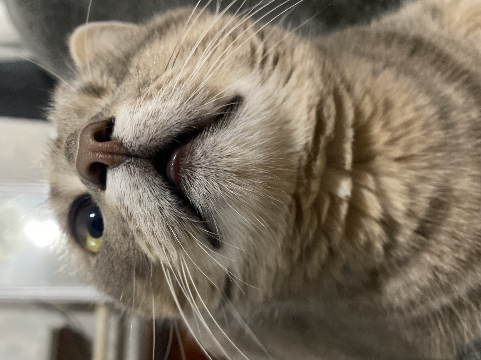 A close-up, low-angle, eye-level shot captures the face of a tan and gray cat indoors. The cat's nose is a dark brown, and its mouth is slightly open, revealing a pink tongue. Its whiskers are long and white, fanning out from its snout. The cat's left eye is visible and appears bright yellow. The background is blurred, but suggests an indoor setting with a hint of a reflective surface and a dark gray texture. The image is cropped tightly on the cat's face, obscuring its body and the surrounding environment.