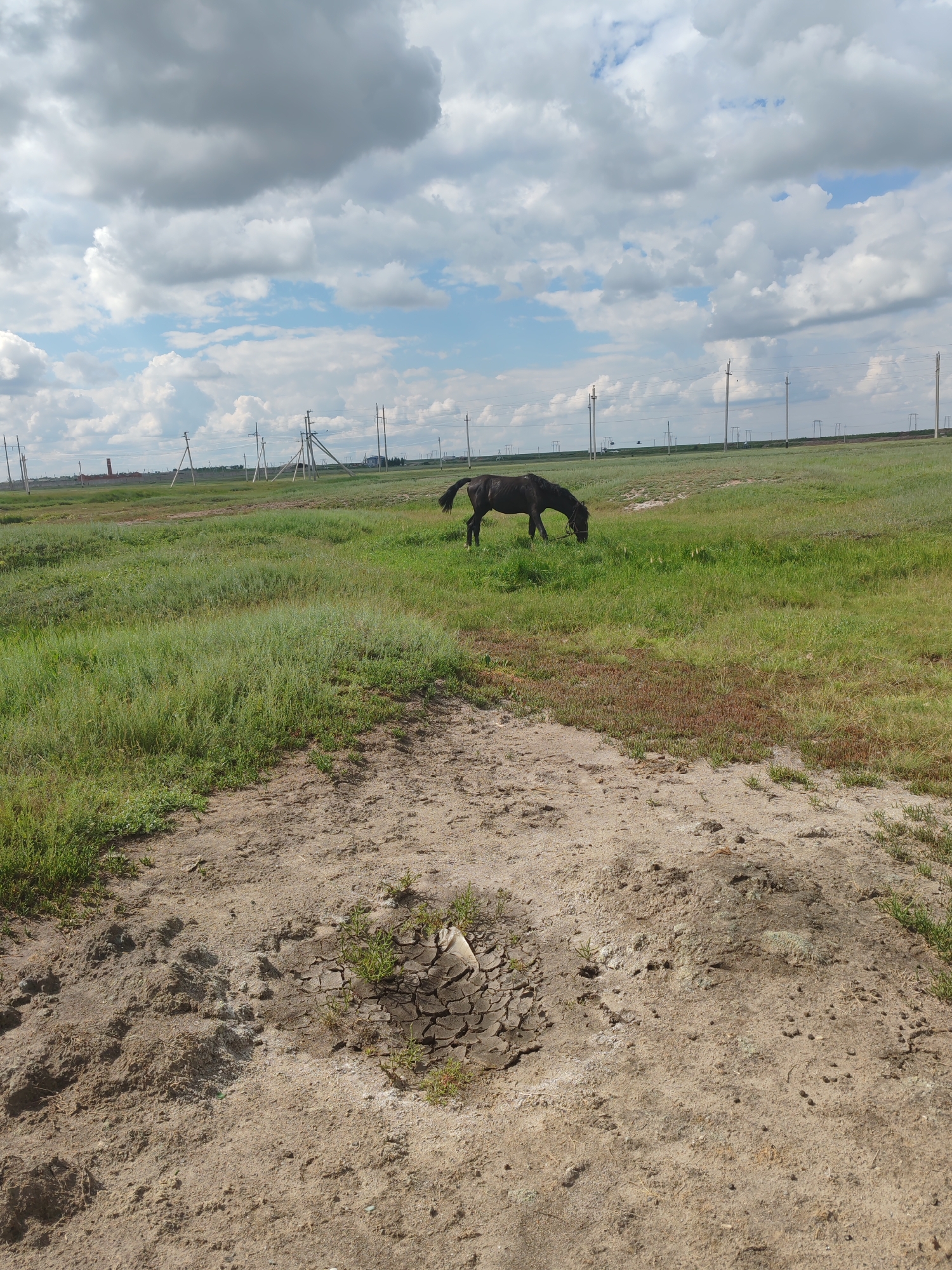 The image depicts a desolate landscape under a cloudy sky. In the foreground, a patch of dry, cracked earth is visible, with sparse blades of grass pushing through. Beyond this, a vast expanse of green grassland stretches into the distance, dotted with occasional patches of reddish-brown vegetation. A solitary dark-colored horse grazes peacefully in the middle ground. The horizon is marked by numerous utility poles and wires, suggesting human infrastructure in what appears to be a rural or semi-arid region. The overall impression is one of remoteness and natural simplicity, with the horse being the sole animated subject in the scene. The location is identified as Akzhar, Kazakhstan, a detail that places the image within a specific geographical context known for its steppes and open landscapes.