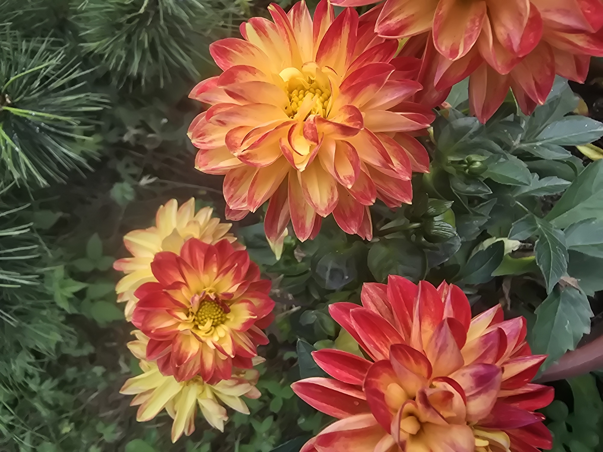 A high-angle, close-up shot captures a vibrant display of blooming dahlias in Goryachinsk, Russia. The flowers exhibit a striking bicolored pattern, with petals transitioning from a bright yellow center to fiery red tips, creating a vivid gradient. In the foreground, three dahlias are prominently featured. The leftmost flower, partially obscured, displays deep red outer petals and yellow inner petals. To its right, a larger dahlia showcases its fully opened bloom, its petals radiating outwards. In the bottom right, another dahlia's petals are visible, again displaying the red and yellow coloration. The background is a blur of lush green foliage and dark, indistinct shapes, likely other plants and shadows within the garden. The image focuses on the intricate details of the dahlias' petals, highlighting their texture and the play of light and shadow across their surfaces.