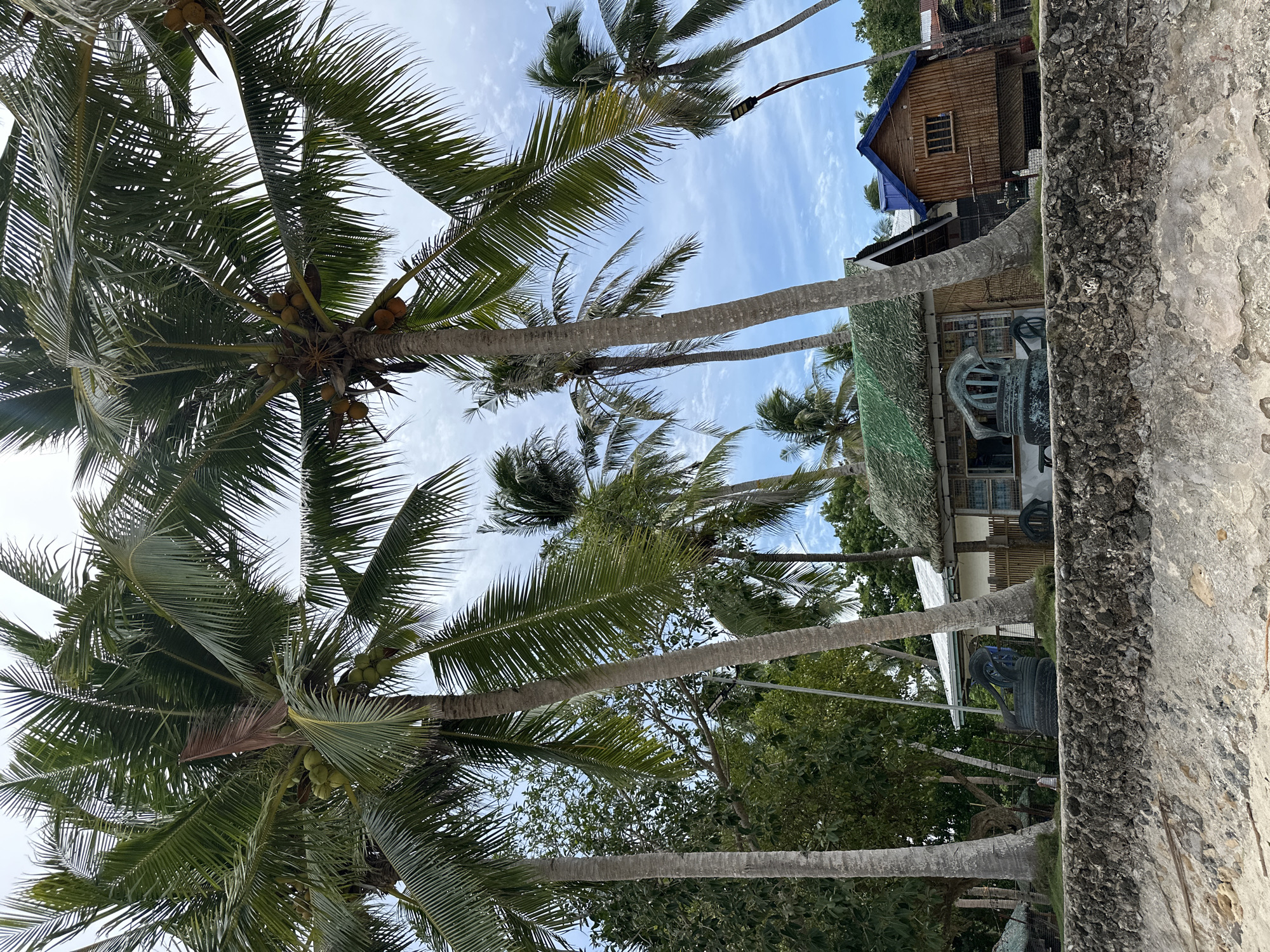 In Panglao, Philippines, a scene unfolds under a partly cloudy sky, featuring several tall coconut trees with their fronds casting shadows. In the foreground, a rough-hewn stone wall separates the sandy beach from a cluster of structures. Behind the wall, a small, thatched-roof hut with bamboo walls stands prominently. To its right, a rustic wooden building with a blue roof is visible, and further to the right, another building with a tin roof can be seen. A circular, dark-colored object, resembling an old carriage wheel or decorative metalwork, is placed in front of the thatched hut. In the background, dense green foliage of trees and other palm trees can be observed. The overall setting suggests a tropical, beachfront environment with simple, local architecture. There are no people visible in the image.