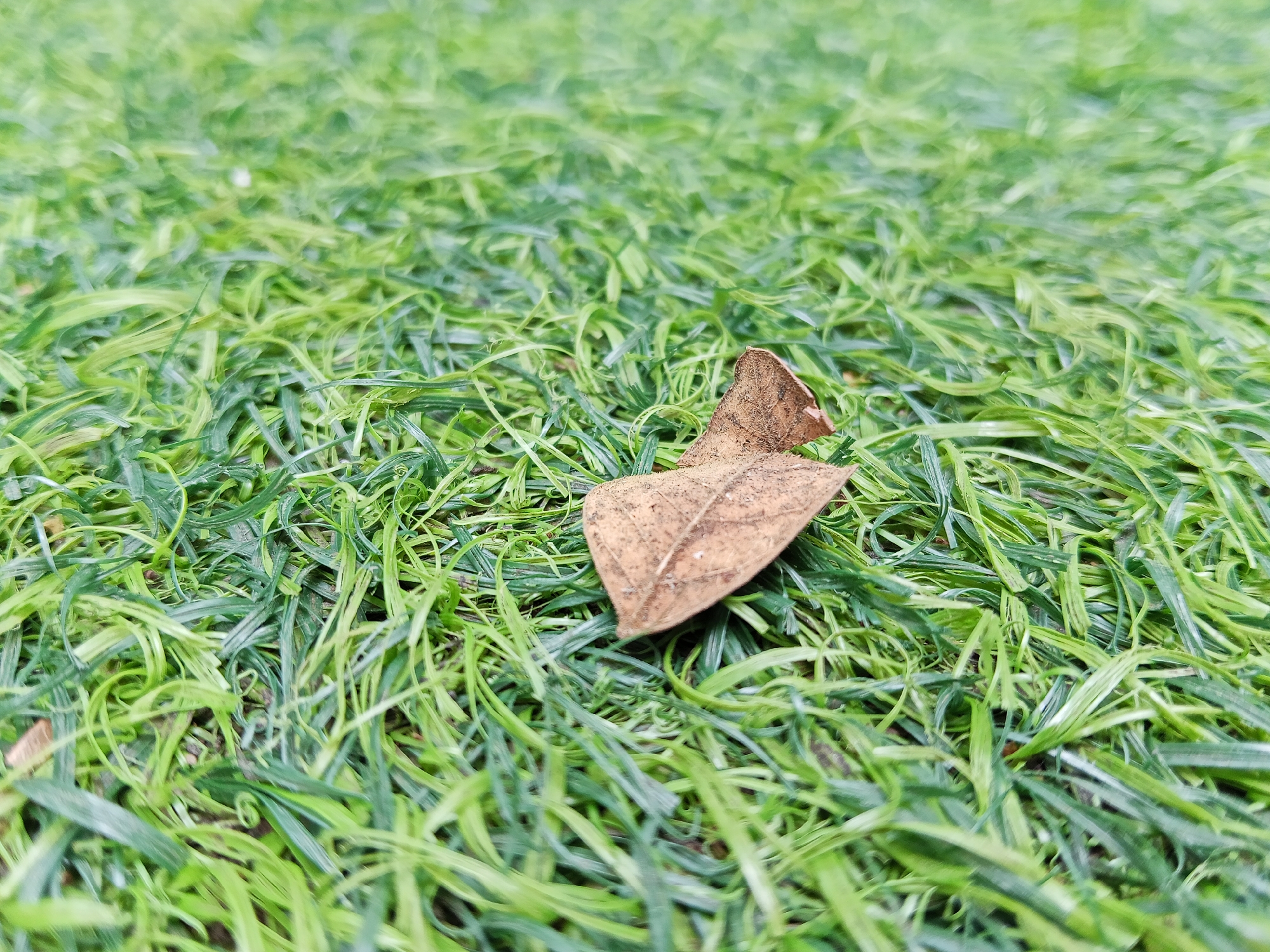 A single dried brown leaf rests on a surface of artificial green grass. The grass blades are varied in shade and length, with some appearing to curl and bend. The focus is on the leaf and the immediate surrounding grass, with the background blurring into a soft green. The scene appears to be outdoors, possibly in a park or garden area, with no specific identifiable landmarks to pinpoint a location within Semarang, Indonesia. There are no people or animals visible in the image.