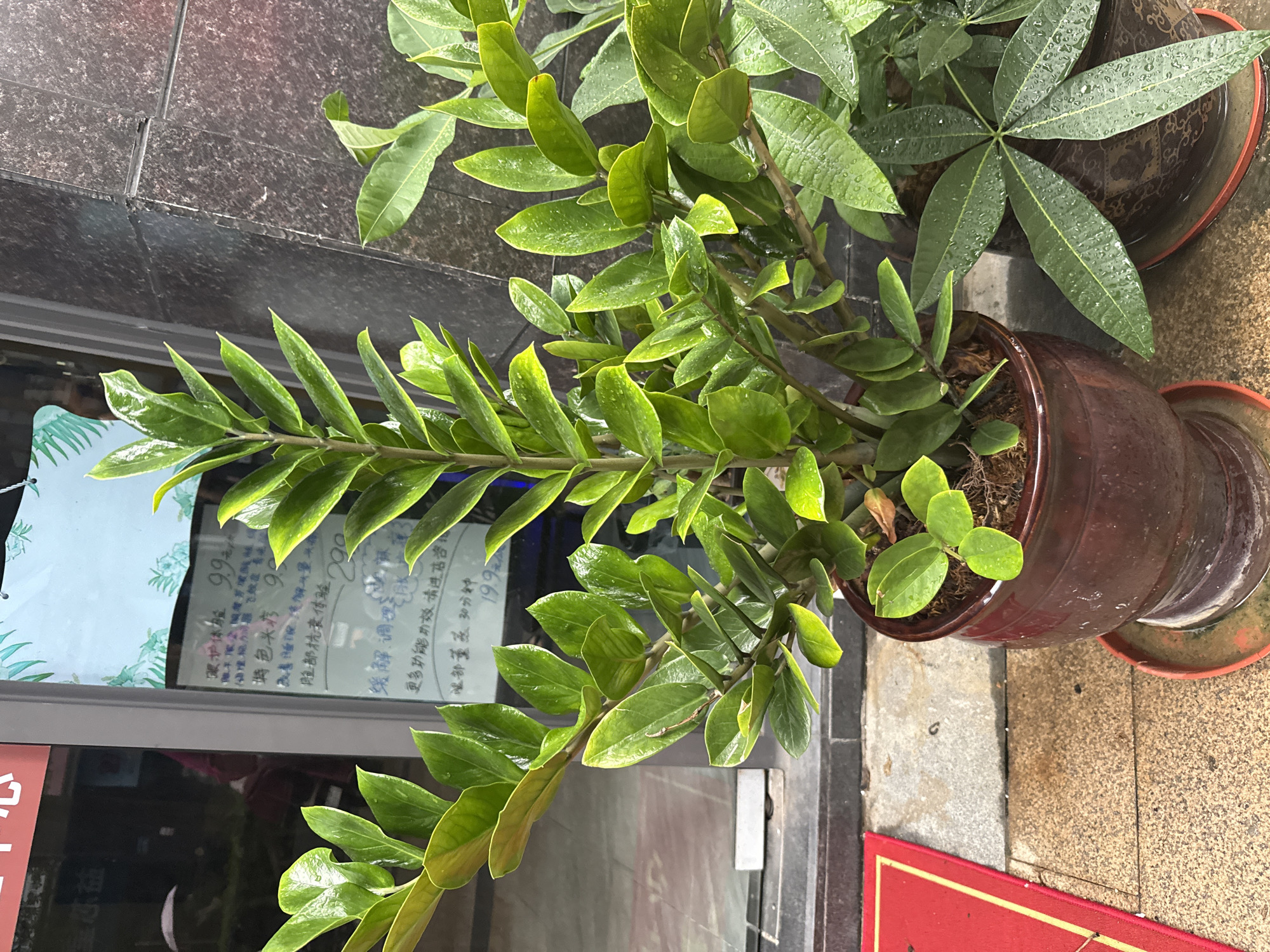 A tall, healthy green plant with large, glossy leaves stands in a dark brown pot on a tan, textured outdoor surface. To the left of the plant, a portion of a red rug with a yellow border is visible. In the background, a glass door reflects greenery and a sign with Chinese text. The sign appears to list prices, with one item costing 99. The scene suggests an outdoor environment, possibly in front of a shop or establishment, with the presence of potted plants indicating a commercial or decorative setting in Huizhou, China.