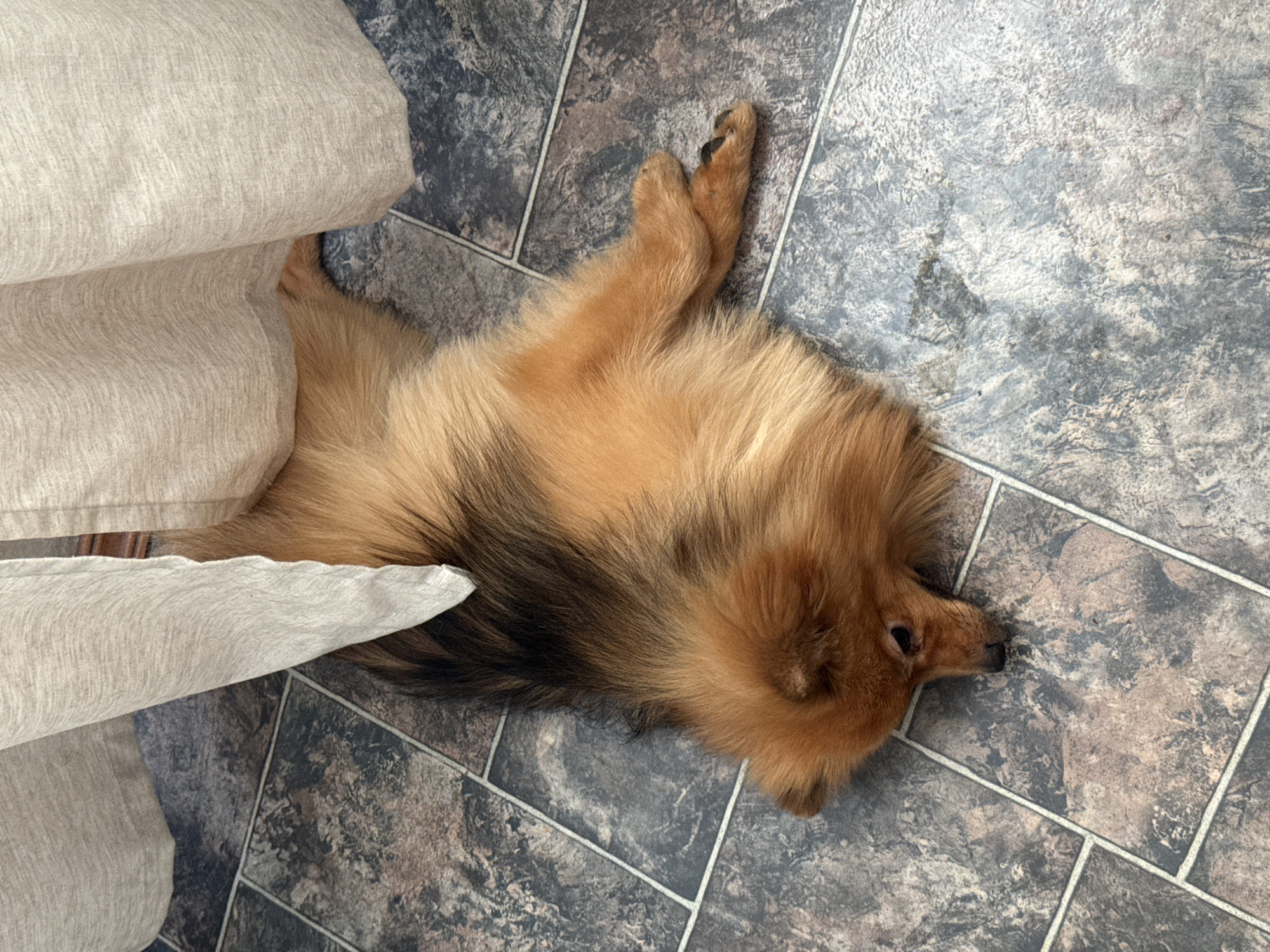 The scene captures a small, reddish-brown Pomeranian-type dog lying prone on a tiled floor within an indoor environment in Khimki, Russia. The canine, with a fluffy coat and darker brown fur on its back and tail, is stretched out on its stomach, with its head resting on the floor, facing left. Its body extends partially beneath two light-beige, textured fabric curtains that hang to the floor. One of the dog's front paws, featuring visible dark claws, is tucked beneath its body. The floor consists of dark gray-brown, mottled rectangular tiles separated by light gray grout lines. A discernible damp or wet area is present on the tiled surface beneath the right curtain, adjacent to the dog's hindquarters. No other individuals or specific objects are identifiable in the immediate vicinity.
