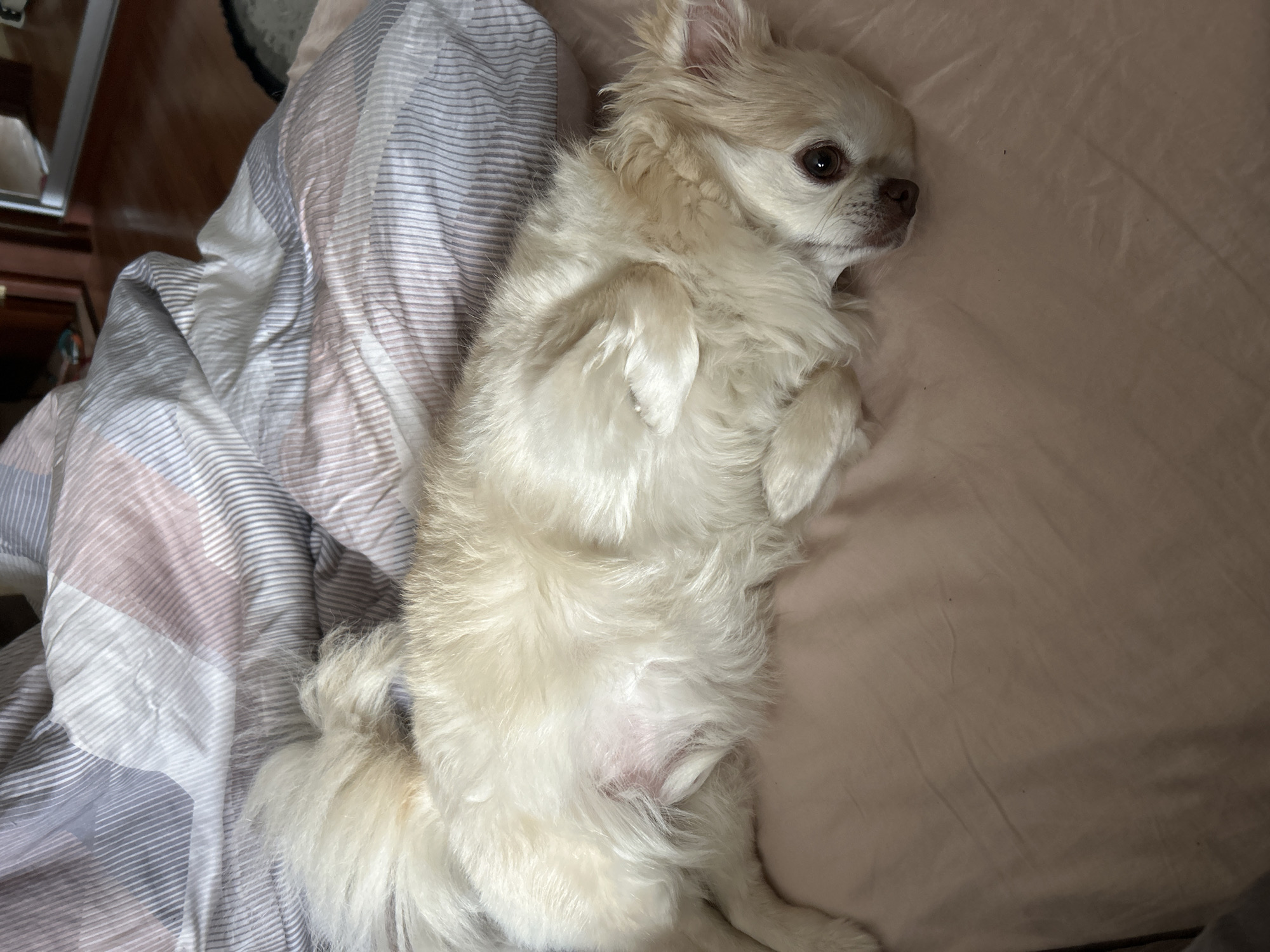 A small, fluffy, light-colored dog with tan markings on its face is lying on its back on a bed. The dog's eyes are dark brown and it has a dark brown nose. The bed is covered with a pink sheet and a duvet with a striped pattern in shades of grey, white, and pink. The dog's tail is curled over its back. The background shows a wooden floor and a closet with mirrored doors. The scene appears to be indoors, likely in a bedroom. This image was taken in Moskovskiy, Russia.